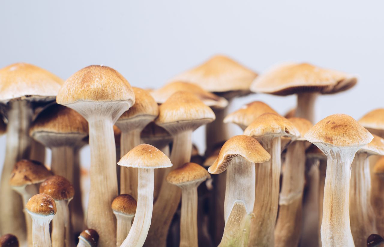 Magic mushrooms' could help heavy drinkers drink less