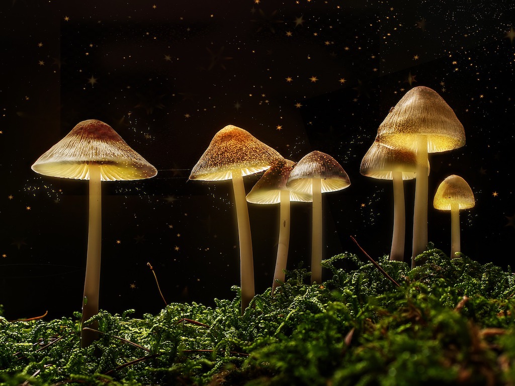 Core One Labs To Patent Biosynthesised Psilocybin For Medical Psychedelic Market