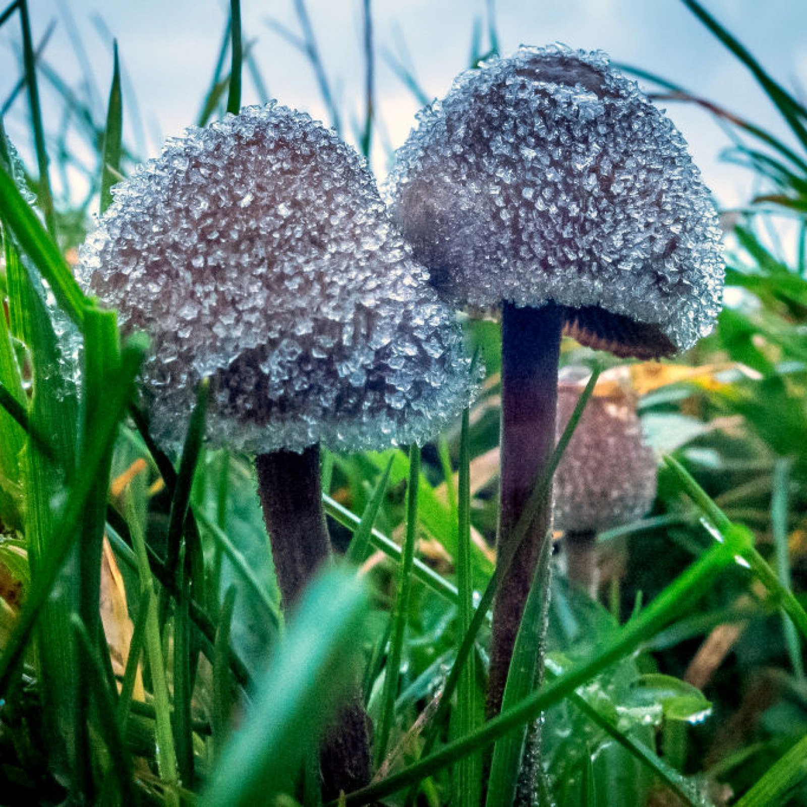 Magic Mushrooms Guide: Where Shrooms Are Legal and How To Take Psilocybin