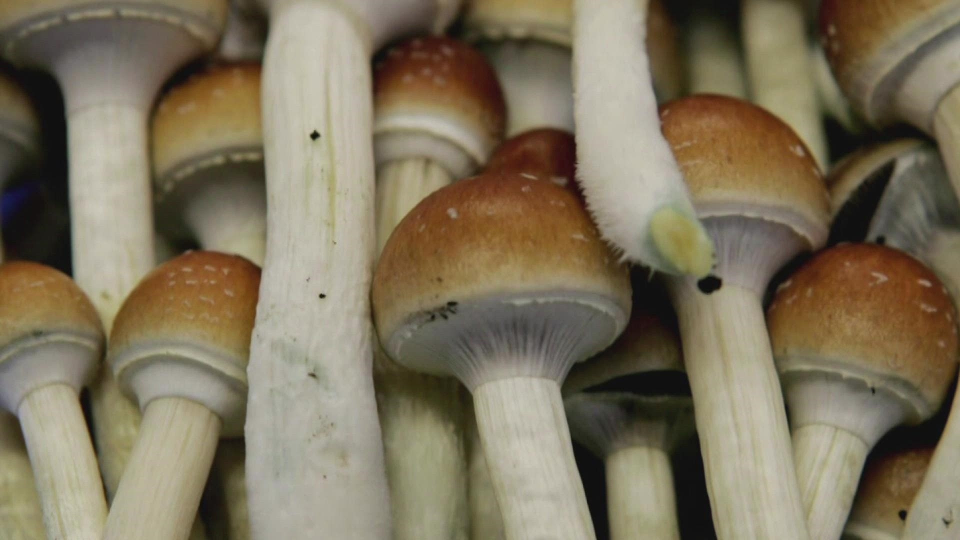 Seattle's UW Medicine To Study Effects Of Psilocybin On Stressed Out Healthcare Workers