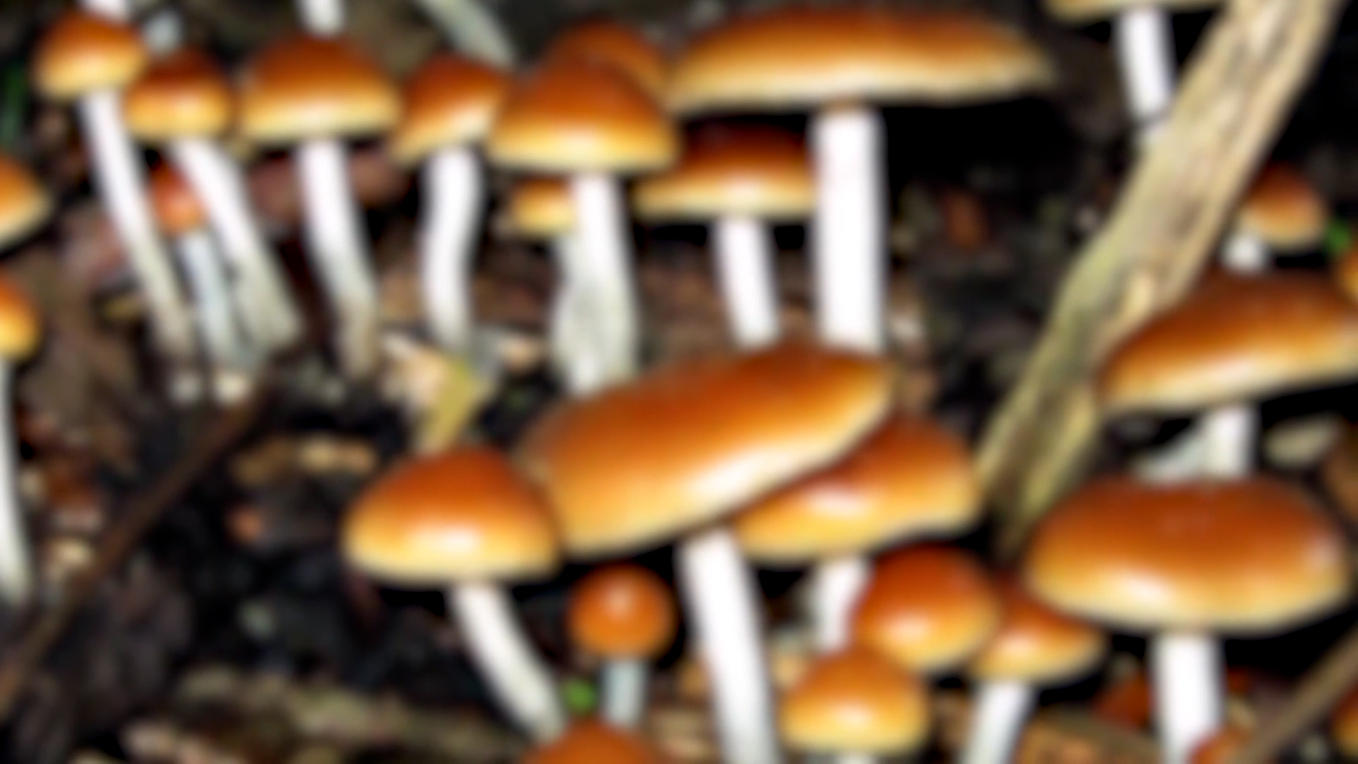 Decriminalizing psilocybin mushrooms has passed, but not everyone is excited about it