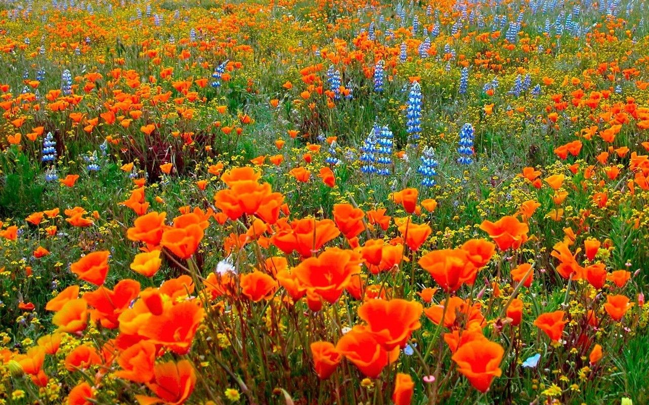 deedeeflower Wallpaper: California Poppies. Poppy wallpaper, California poppy, Flower landscape