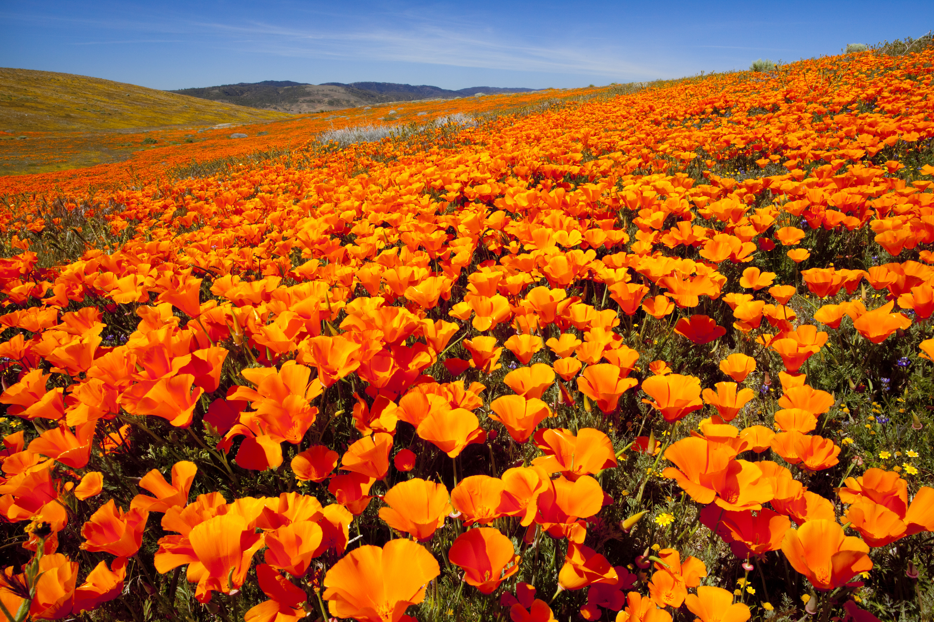 Poppy field. Poppy Landscape. Poppies in Bloom. Field California.