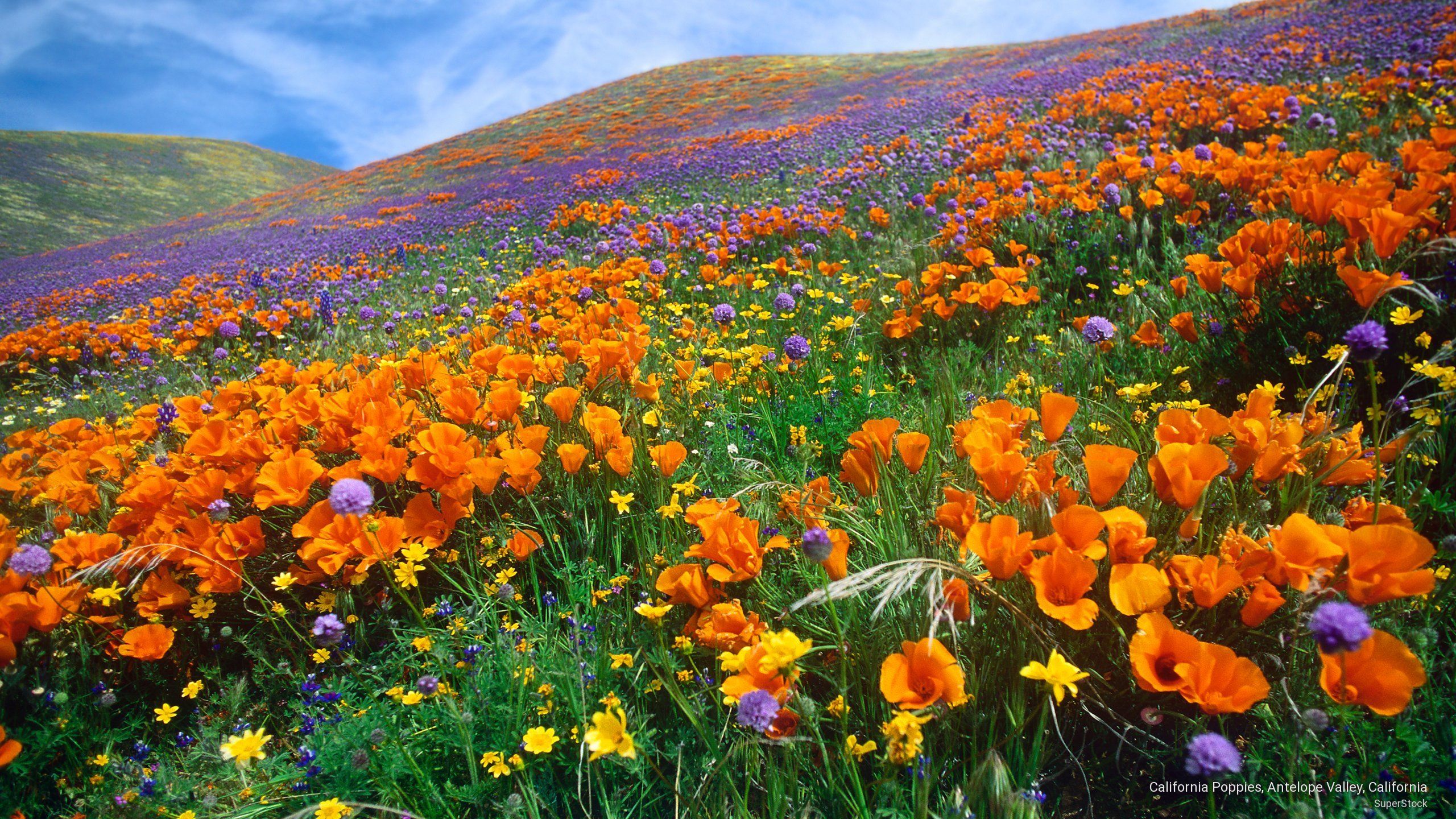 California Poppy Wallpapers Wallpaper Cave