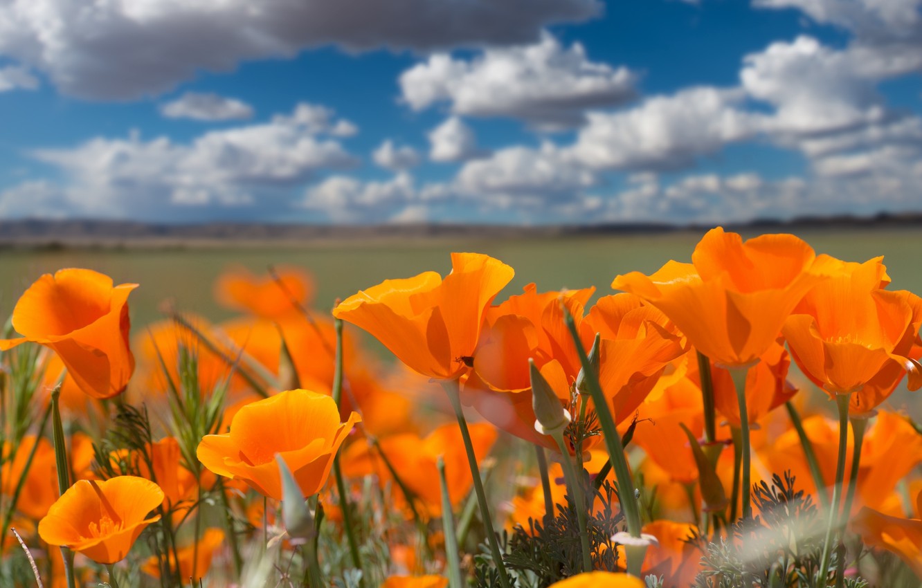 Wallpaper the sky, clouds, orange, contrast, escholzia, California poppy image for desktop, section цветы