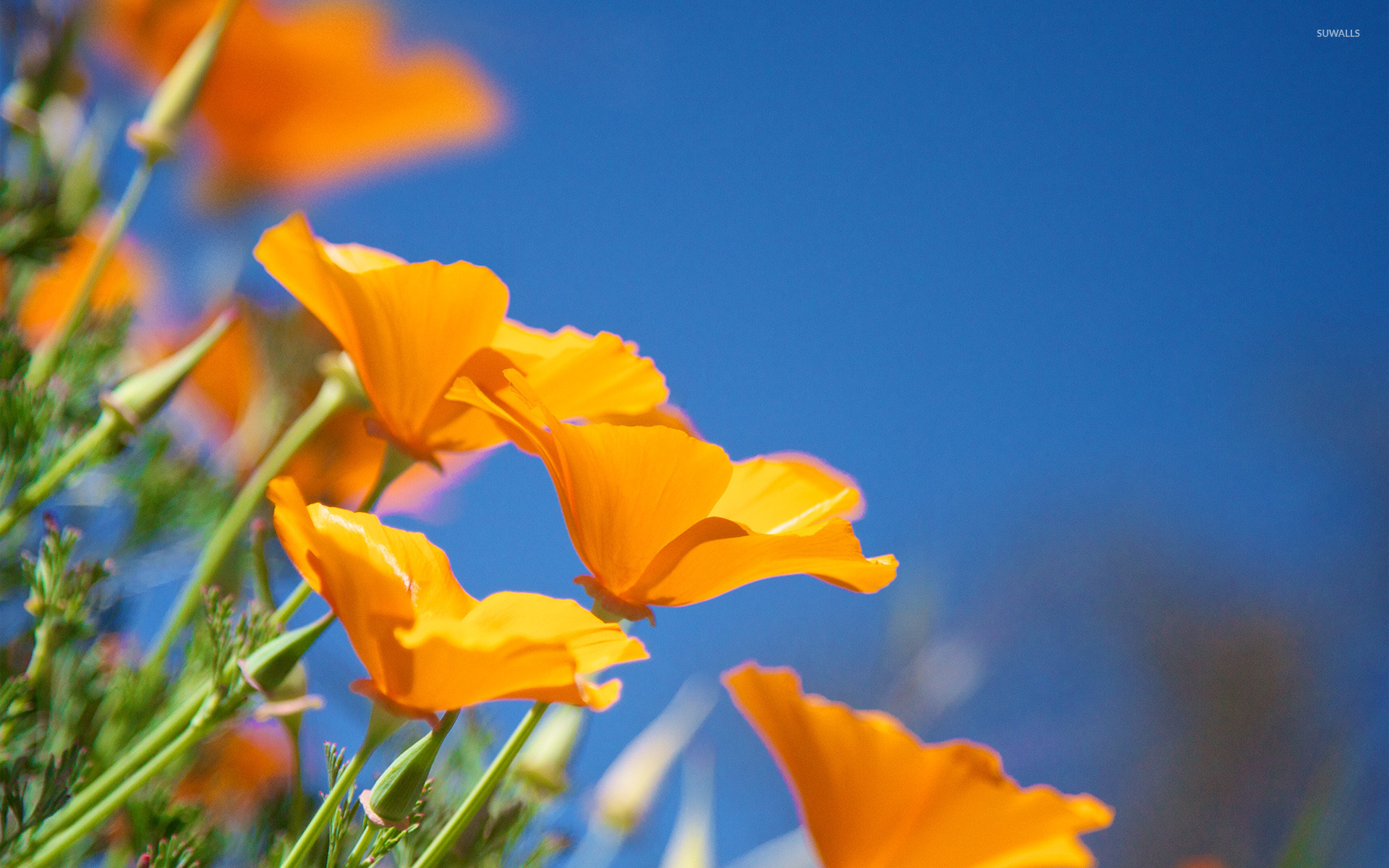 California Poppy Wallpapers - Wallpaper Cave