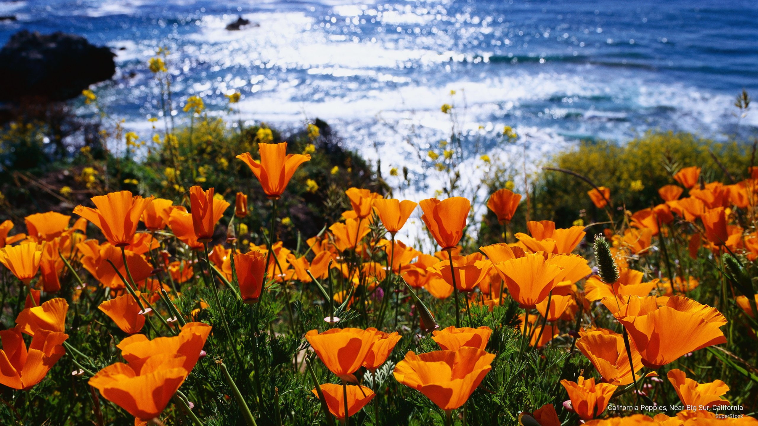 California Poppy Wallpapers - Wallpaper Cave