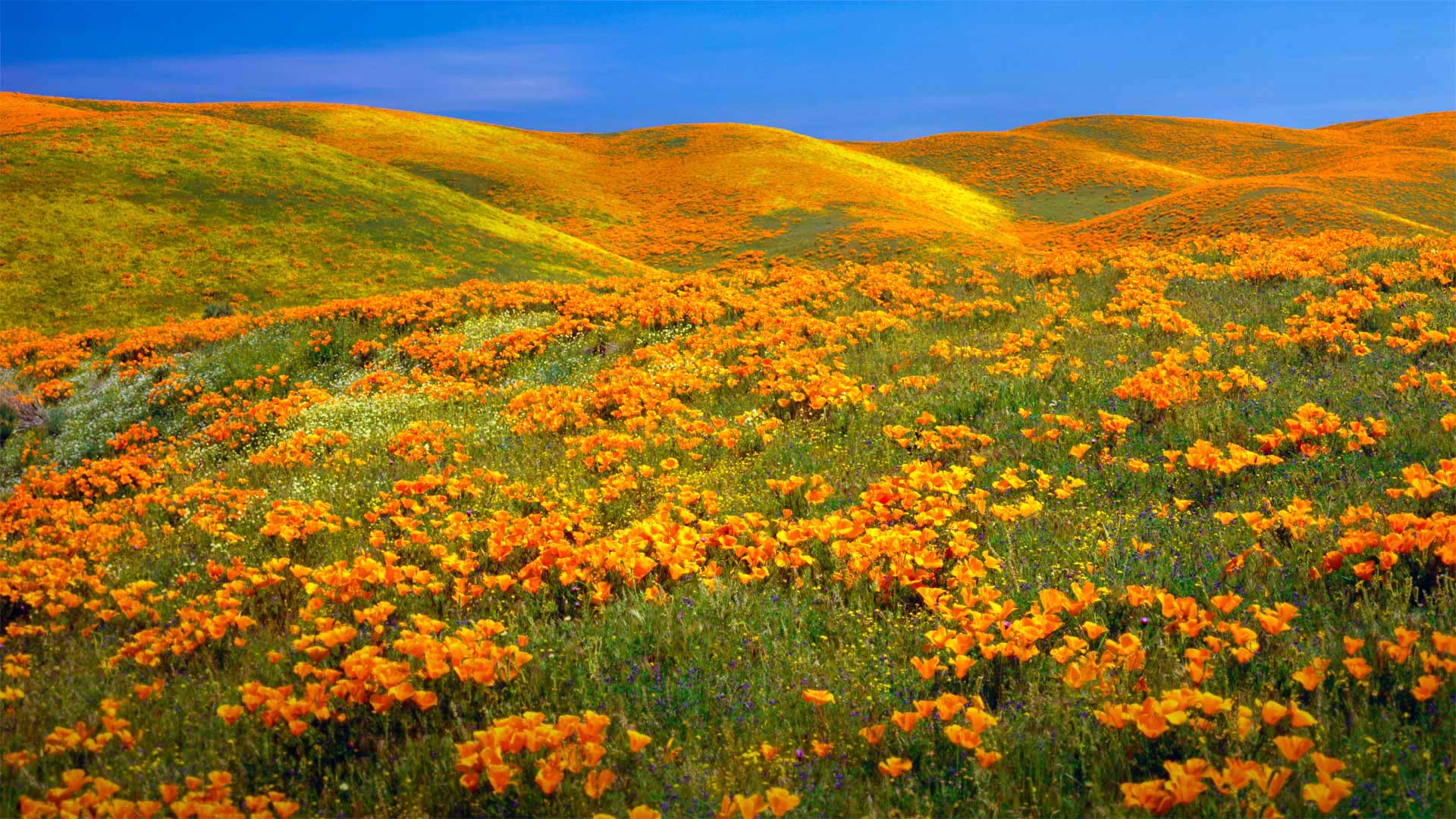 Antelope Valley California Poppy Reserve near Lancaster, California