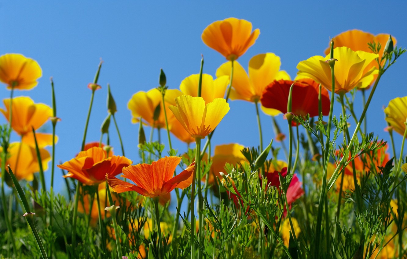 Beautiful California Poppy Wildflowers And Blue Sky In Nature Closeup Macro  The Landscape Is Largeformat Copy Space Stock Photo  Download Image Now   iStock