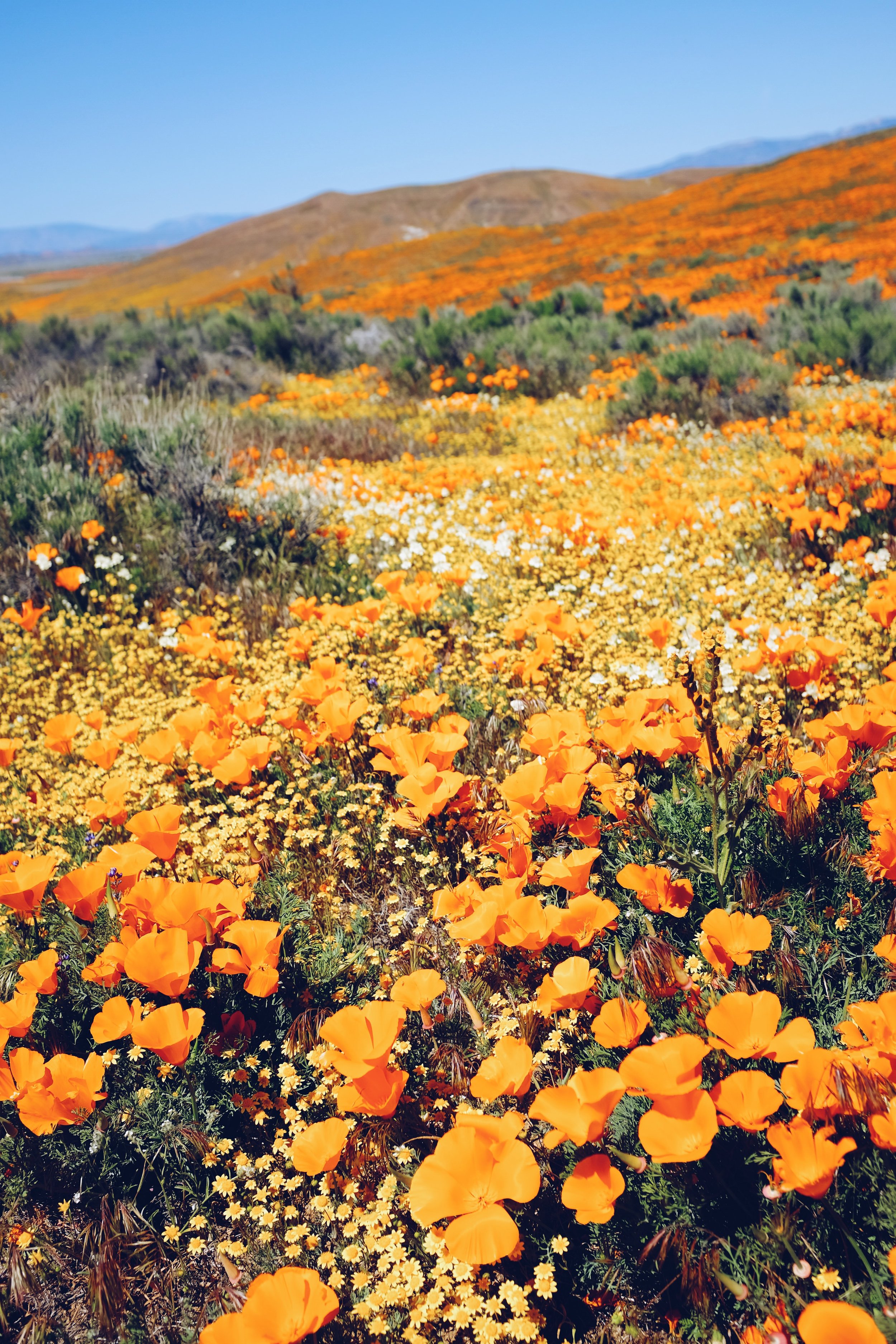 California poppies antelope valley hills flowers orange valley HD  wallpaper  Peakpx