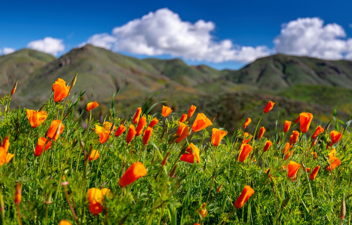 Wallpaper flowers, meadow, CA, California, escholzia California, Walker Canyon, California poppies image for desktop, section природа