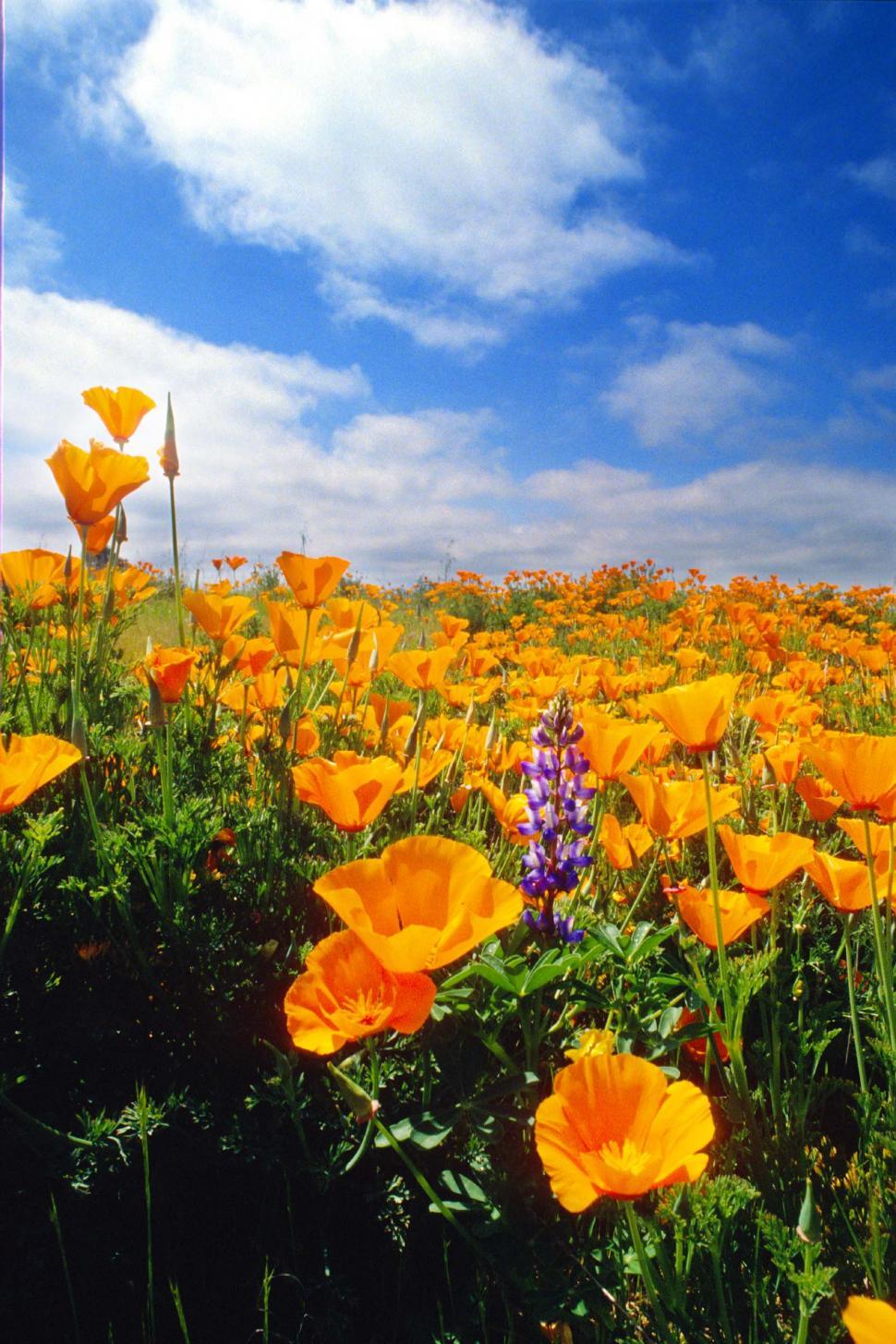 Free of Field of California poppies. Download Free Image and Free Illustrations