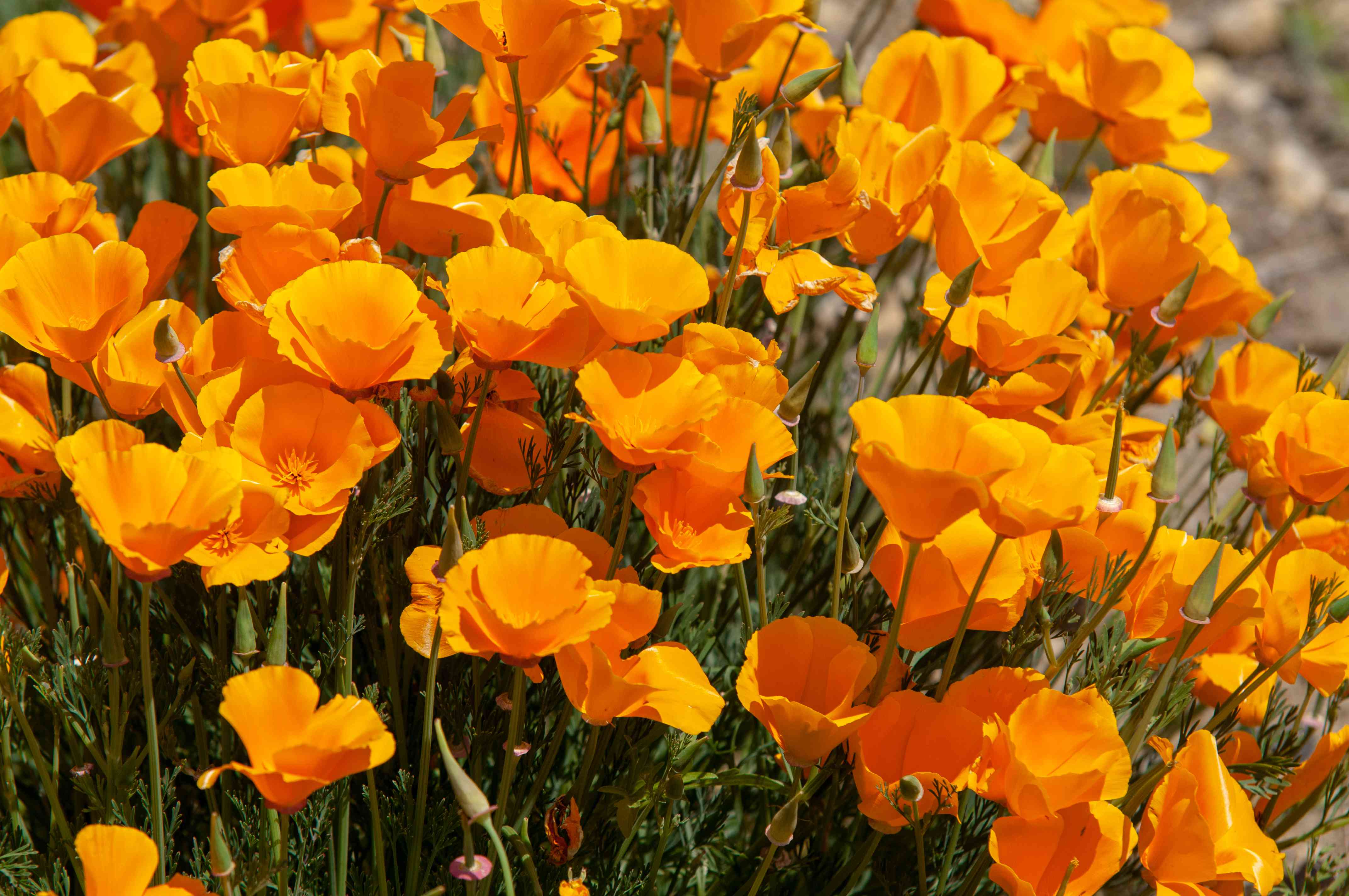 California Poppy: Plant Care & Growing Guide