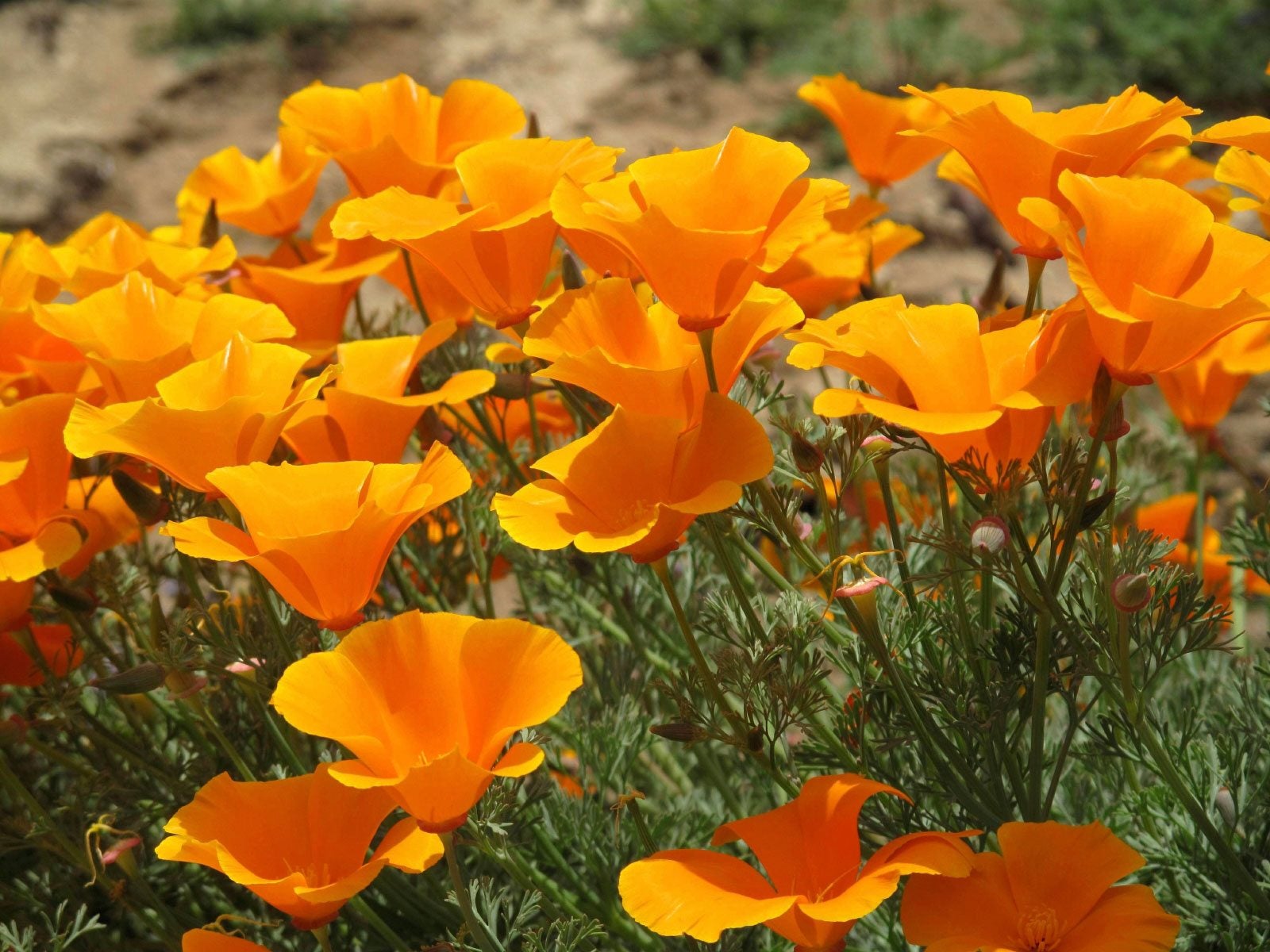 California Poppy Info About Growing California Poppies