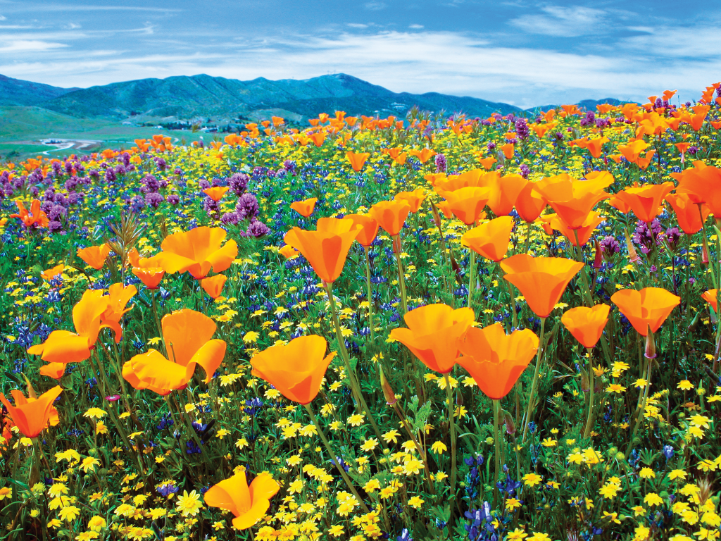 Destination Lancaster Antelope Valley California Poppy Reserve