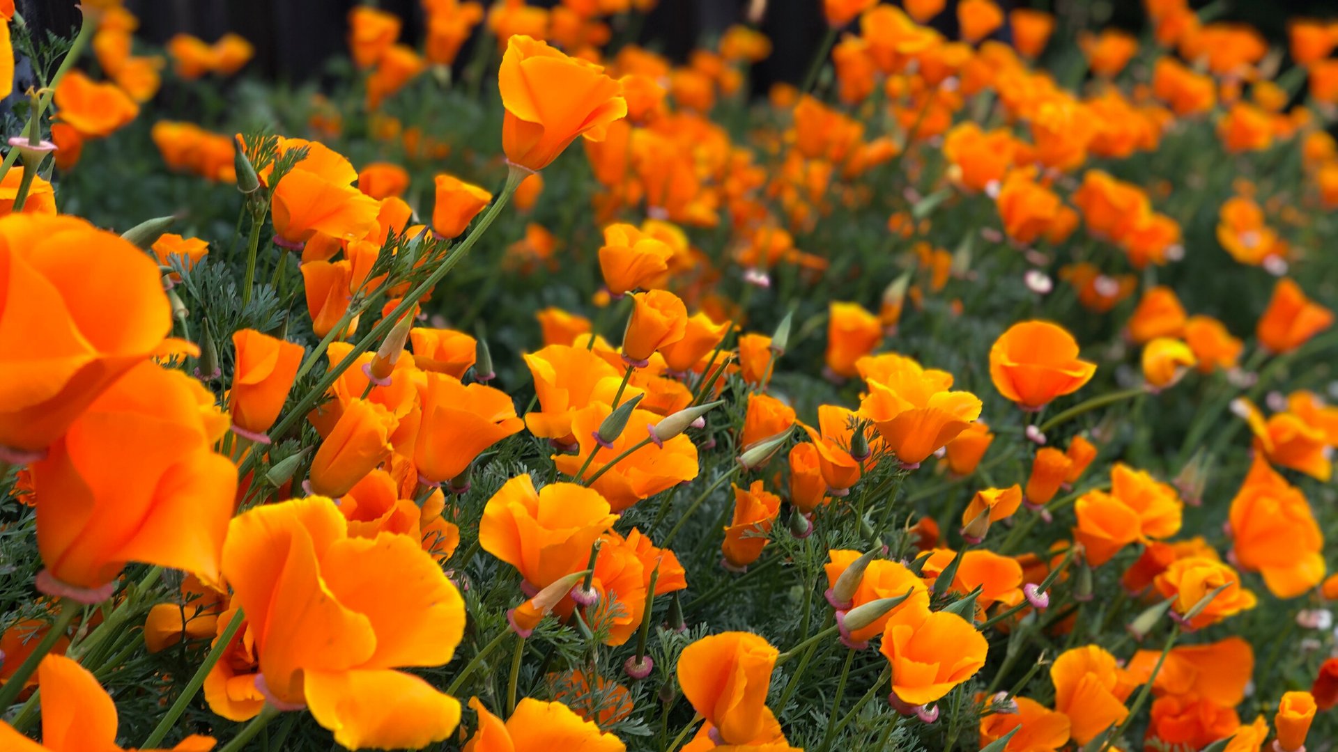 Save The Bay (SF) tired of your background in Zoom? Download this photo and have your next meeting in a field of California Poppies!