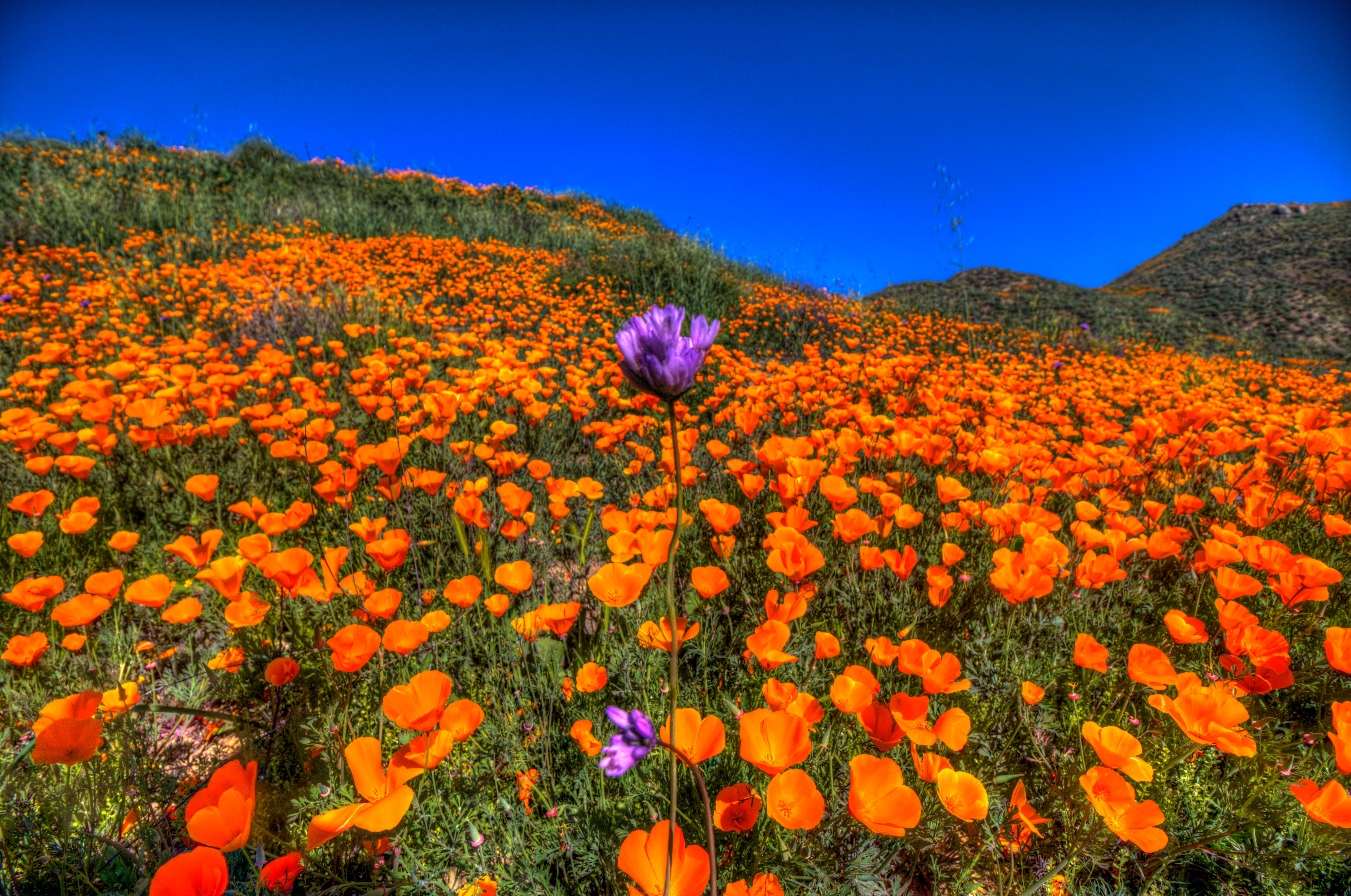 Wallpaper, walkercanyon, lakeelsinore, California, southerncalifornia, californiapoppy, poppies, flowers, blooms, color, gold 6010x3989