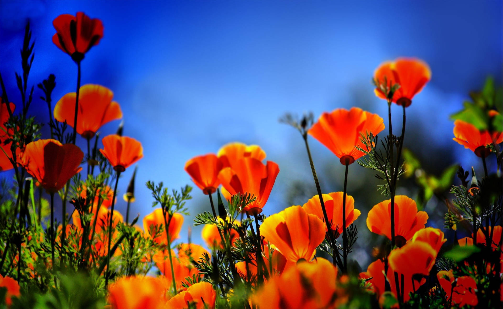Download Orange California Poppies Wallpaper
