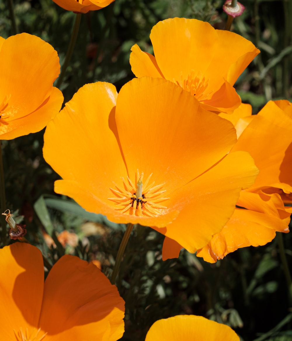California Poppy Picture. Download Free Image