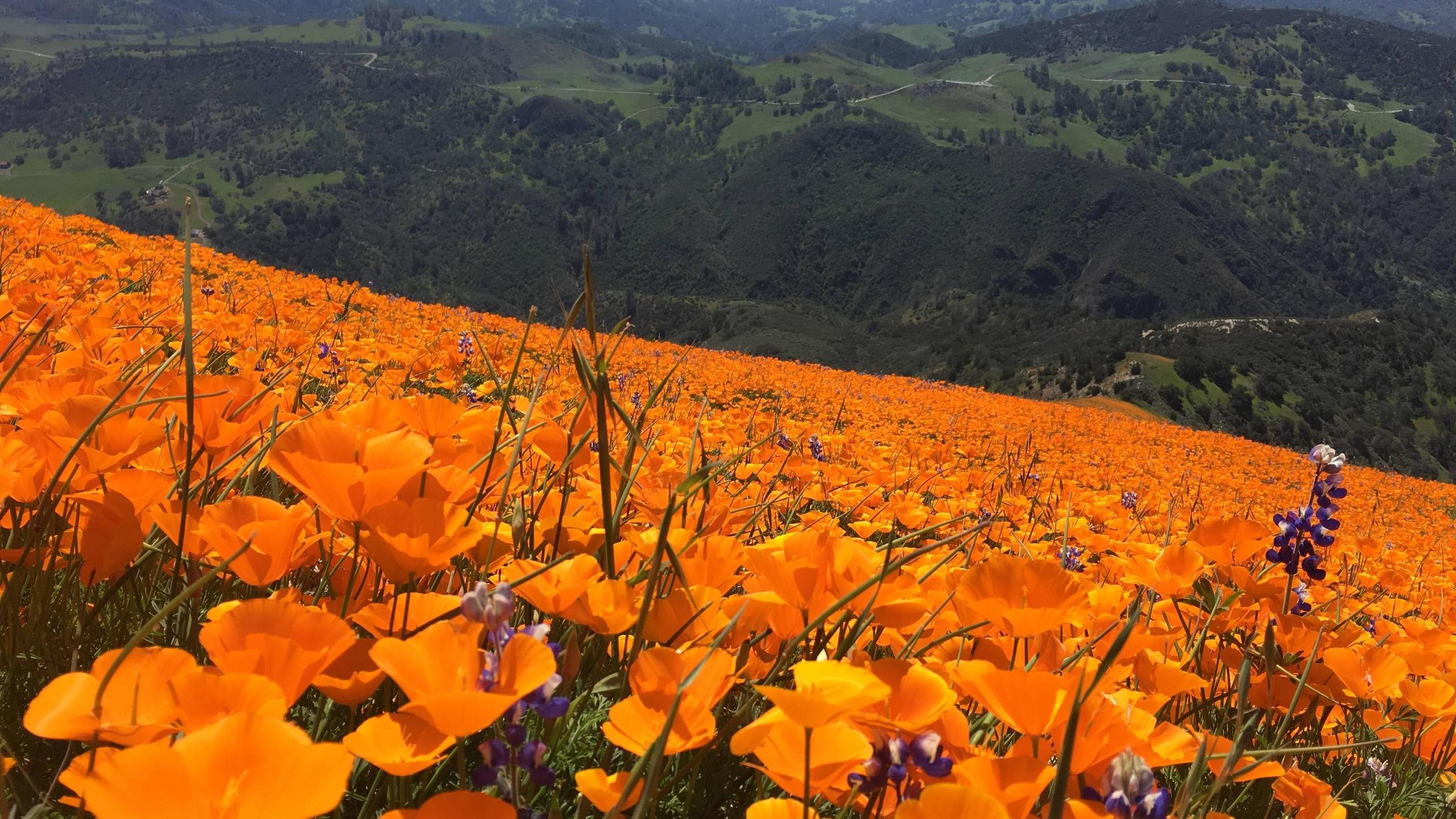 Wild Poppies at Grass Mountain Los Olivos CA HD wallpaper