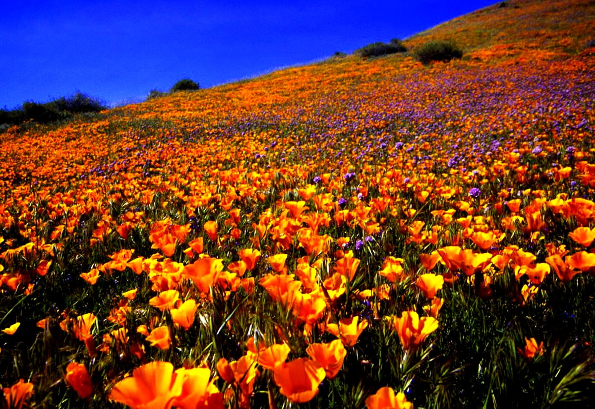 Eschscholzia californica wallpaper HD. Download Free background
