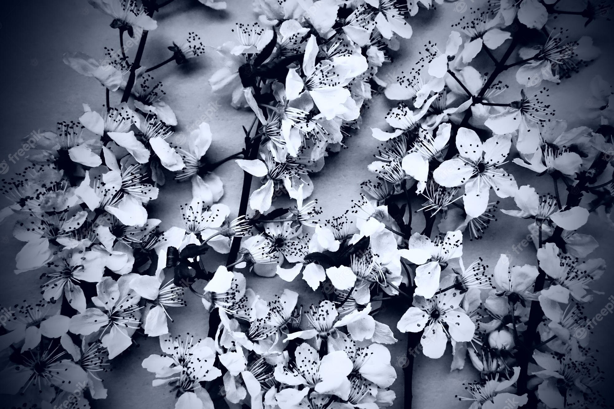 Premium Photo. White flowers of bird cherry card for the holiday or invitation spring time foggy blurry photo abstract gentle spring blur many flowers on the branches black and white monochrome