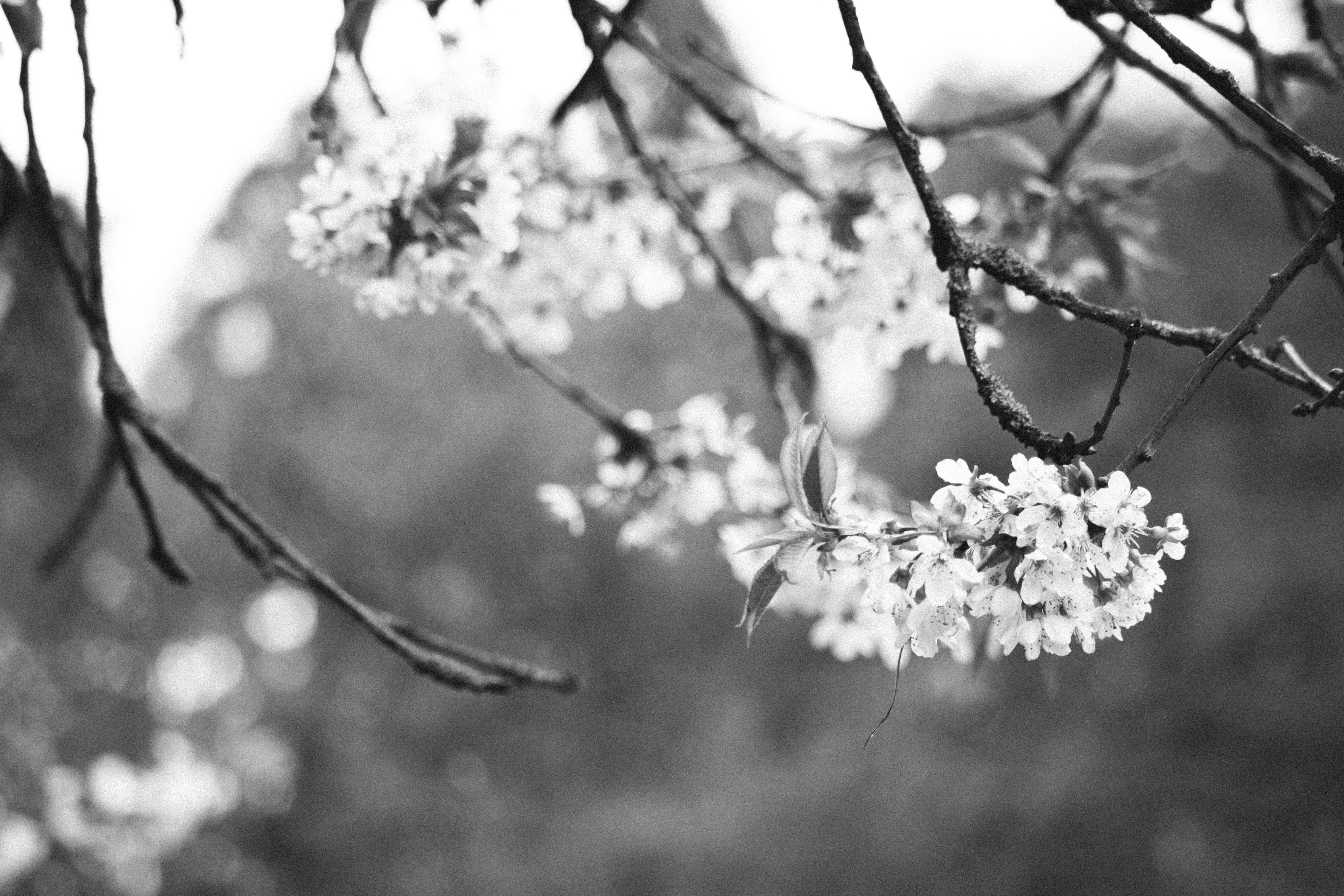 Wallpaper / No People, Flower Head, Growth, Blossom, Close Up, Spring, Springtime, Twig, Lake, Cherry Blossom, Day, Nature, Selective Focus, Focus On Foreground, Petals Free Download
