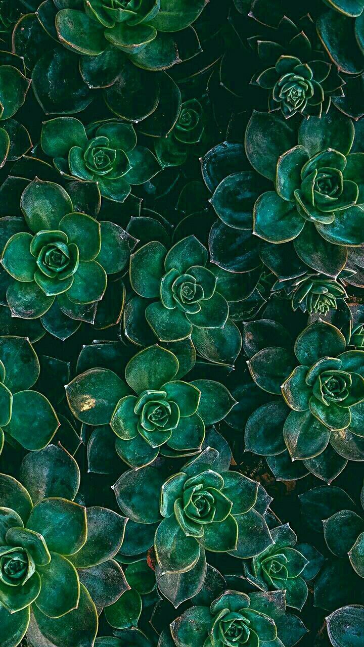 Green Aesthetic Background HD for iPhone