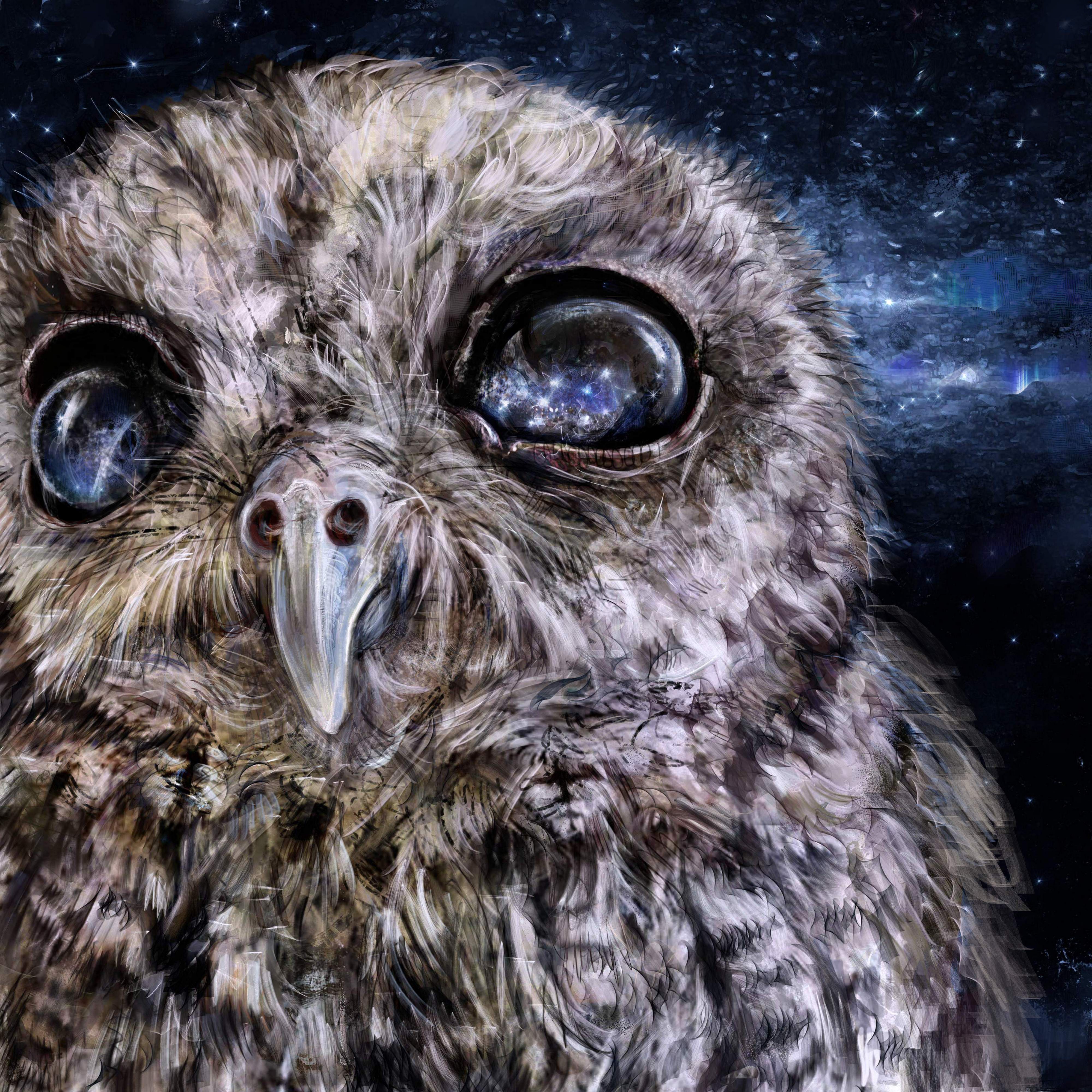 image Owls Eyes Kosmos eyes Beak animal Closeup Painting 4000x4000