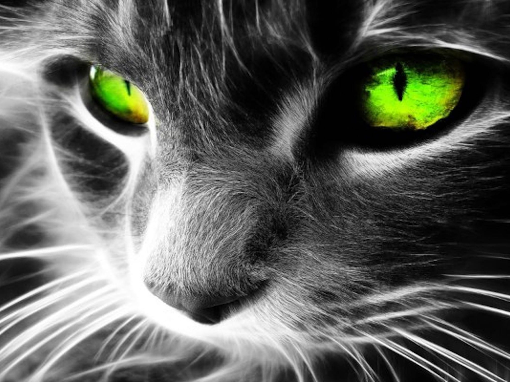 Аватарка кота