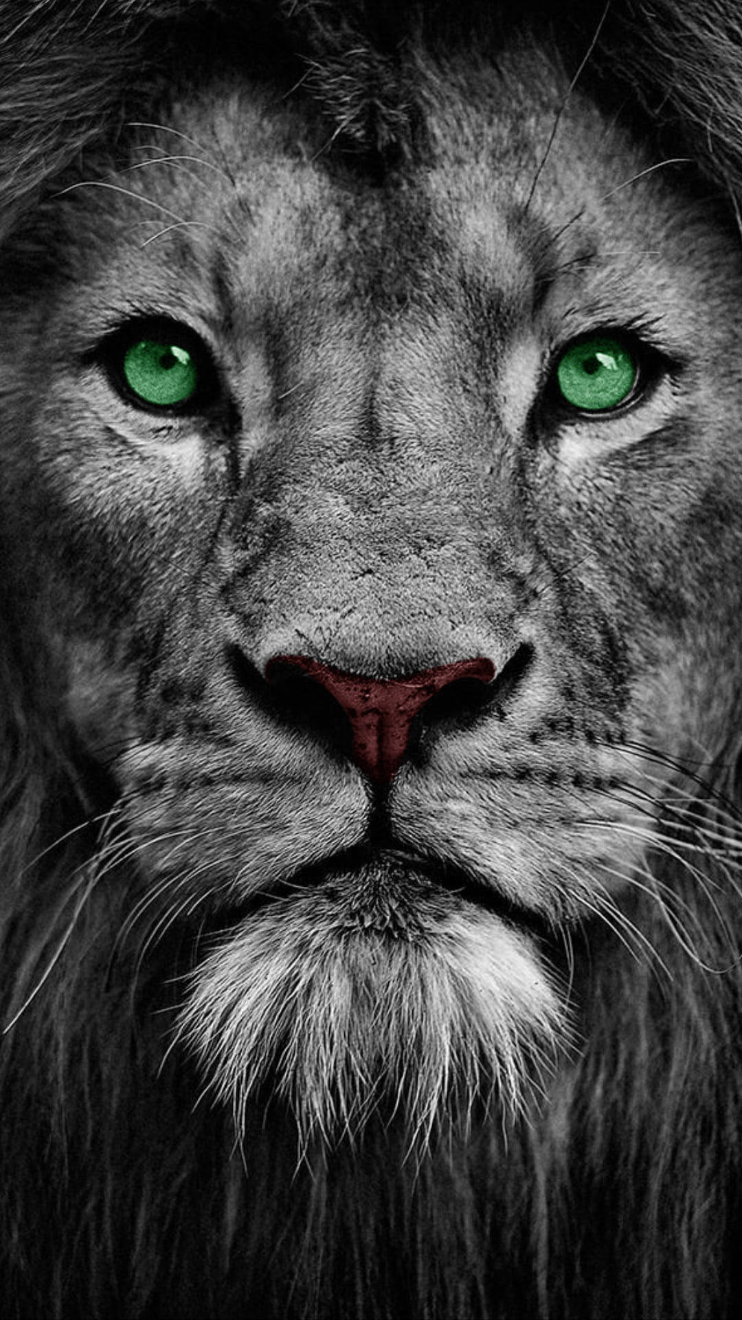 Download Lion With Cool Green Eyes Wallpaper