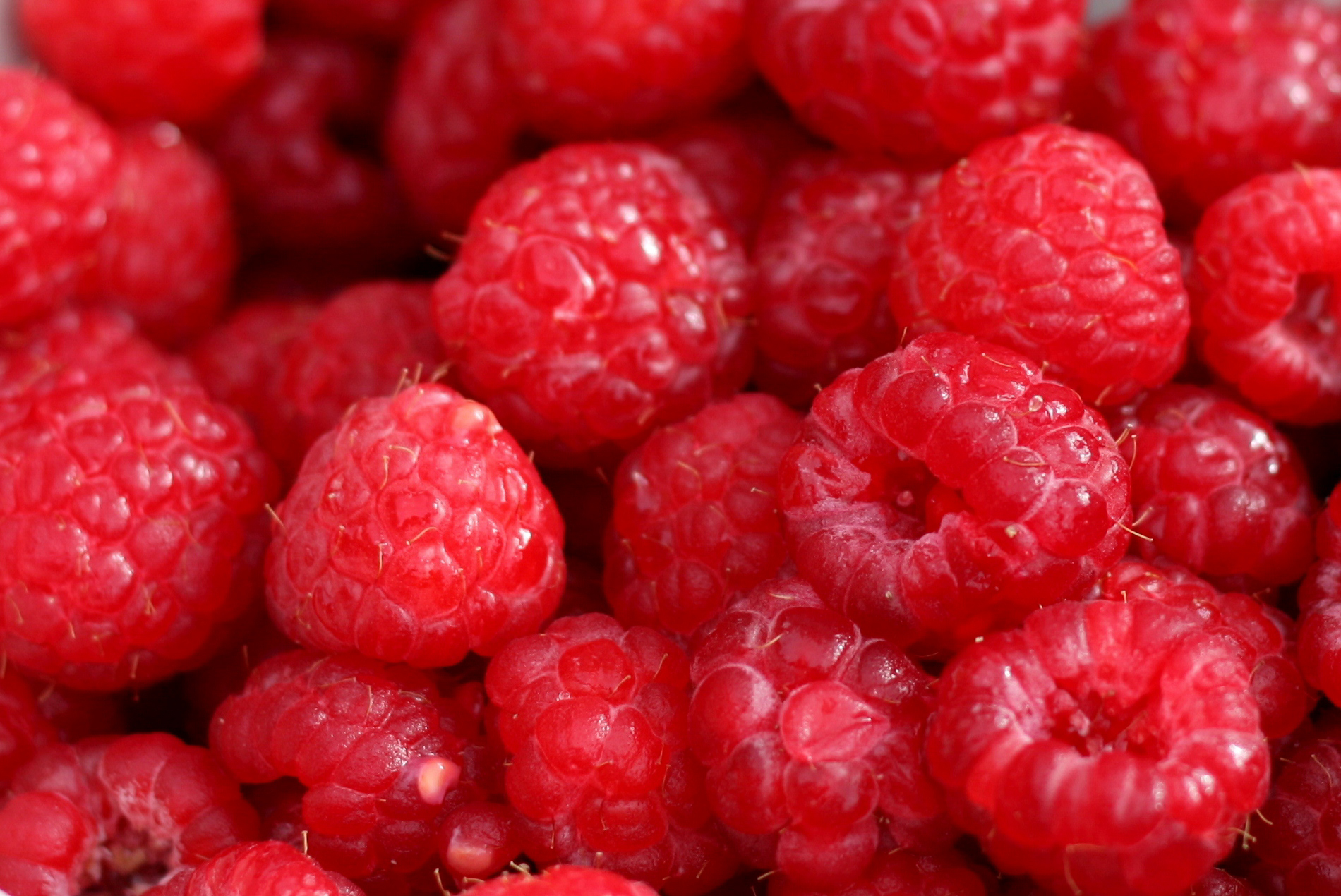 Red Raspberries · Free