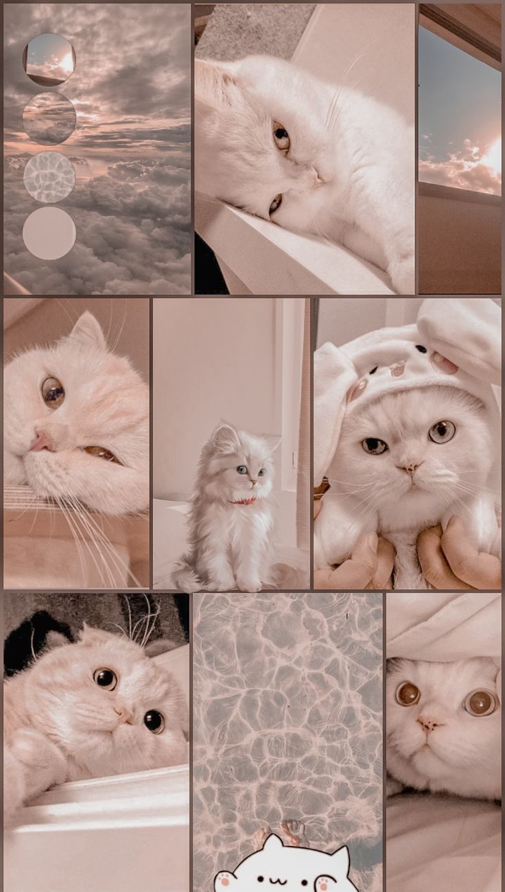 The aesthetic cat cats cute hugs kittens white HD phone wallpaper   Peakpx
