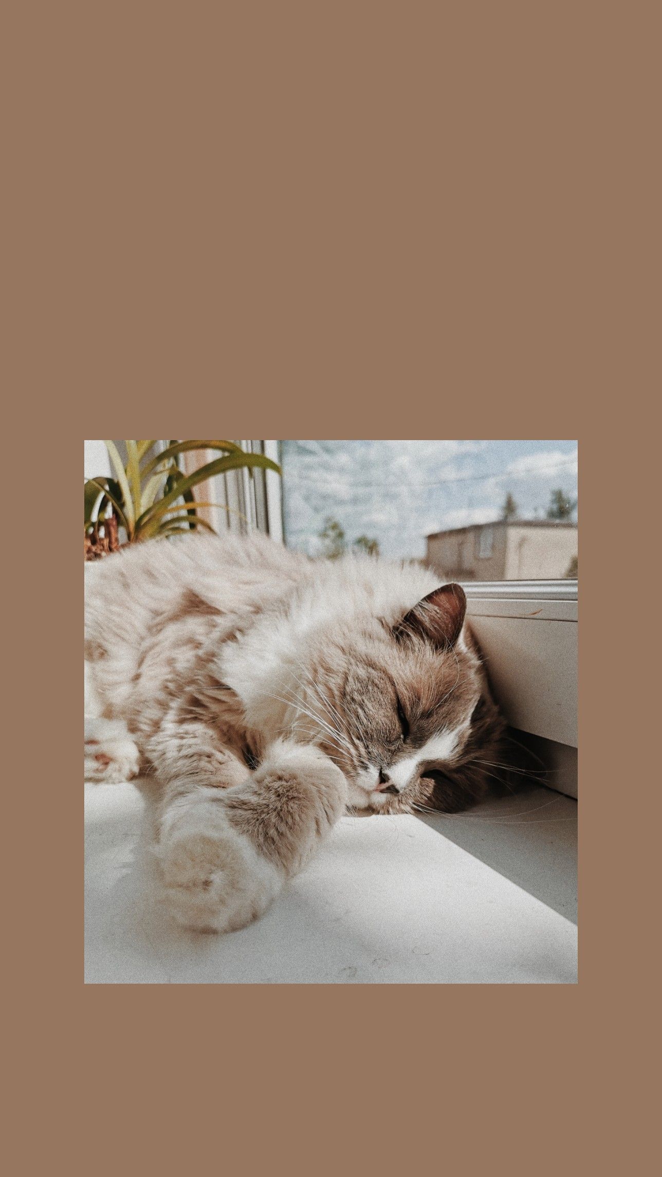 Aesthetic and Vsco cat wallpaper. Cat aesthetic, Cat wallpaper, Cute cat wallpaper