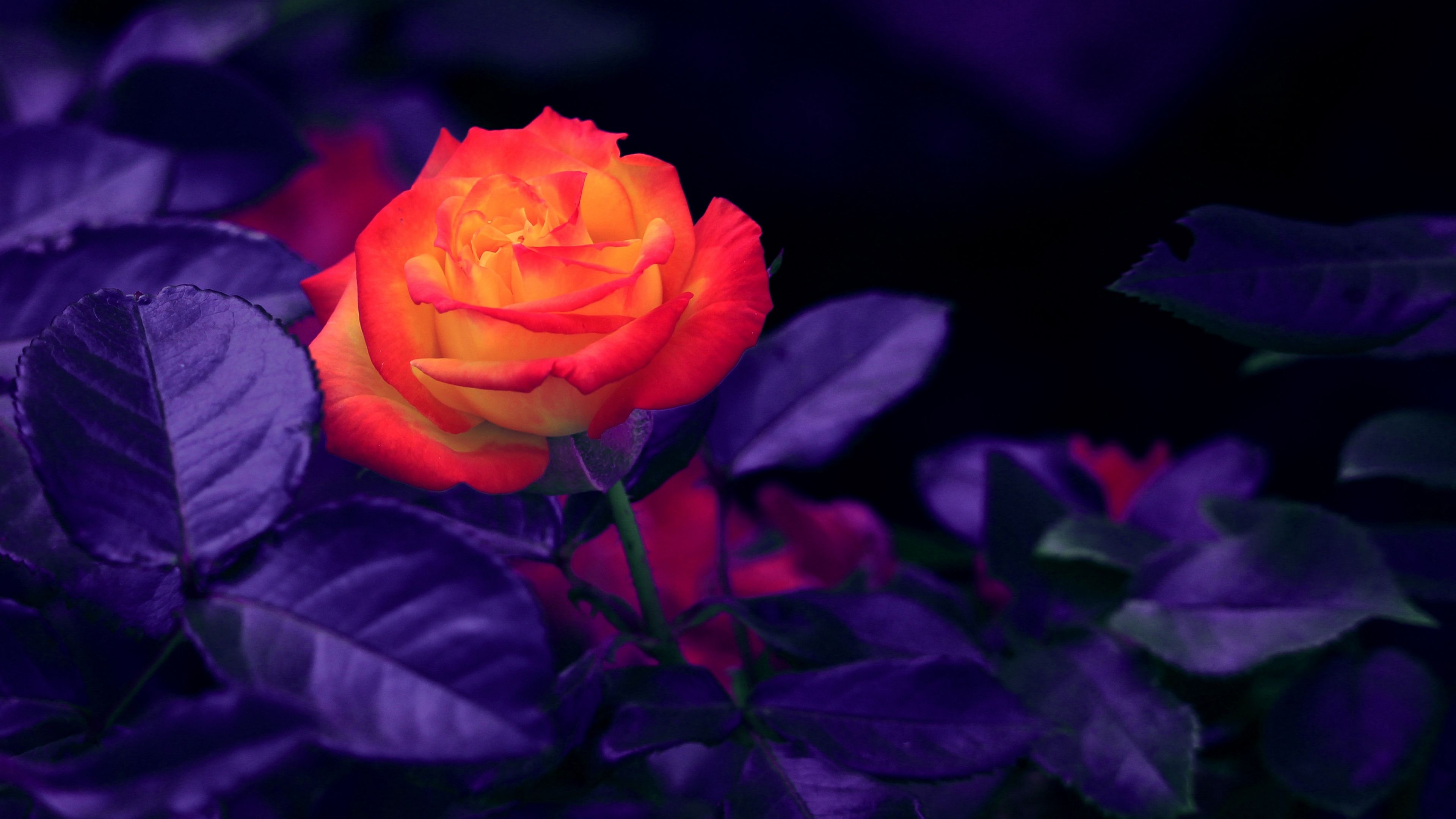 rose, bud, orange, purple 4k Rose, orange, bud. Rose wallpaper, Wallpaper, Rose