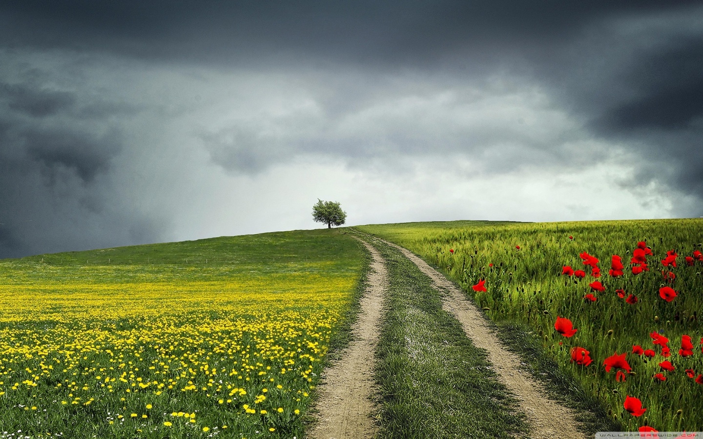 Country Road, Summer Ultra HD Desktop Background Wallpaper for 4K UHD TV, Widescreen & UltraWide Desktop & Laptop, Tablet