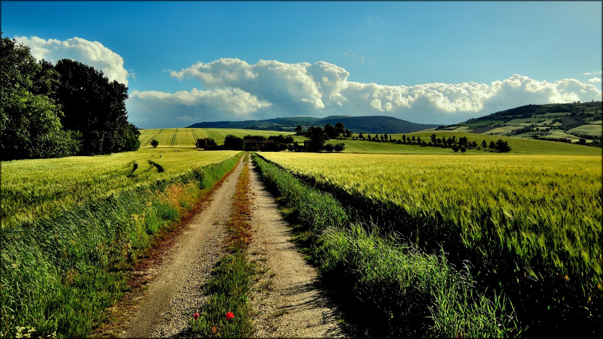 Wallpaper, sunlight, landscape, hill, nature, sky, yellow, morning, farm, dirt road, path, spring, mount scenery, cloud, tree, grassland, plant, pasture, canola, agriculture, meadow, plantation, plain, 1920x1080 px, prairie, crop, rural area