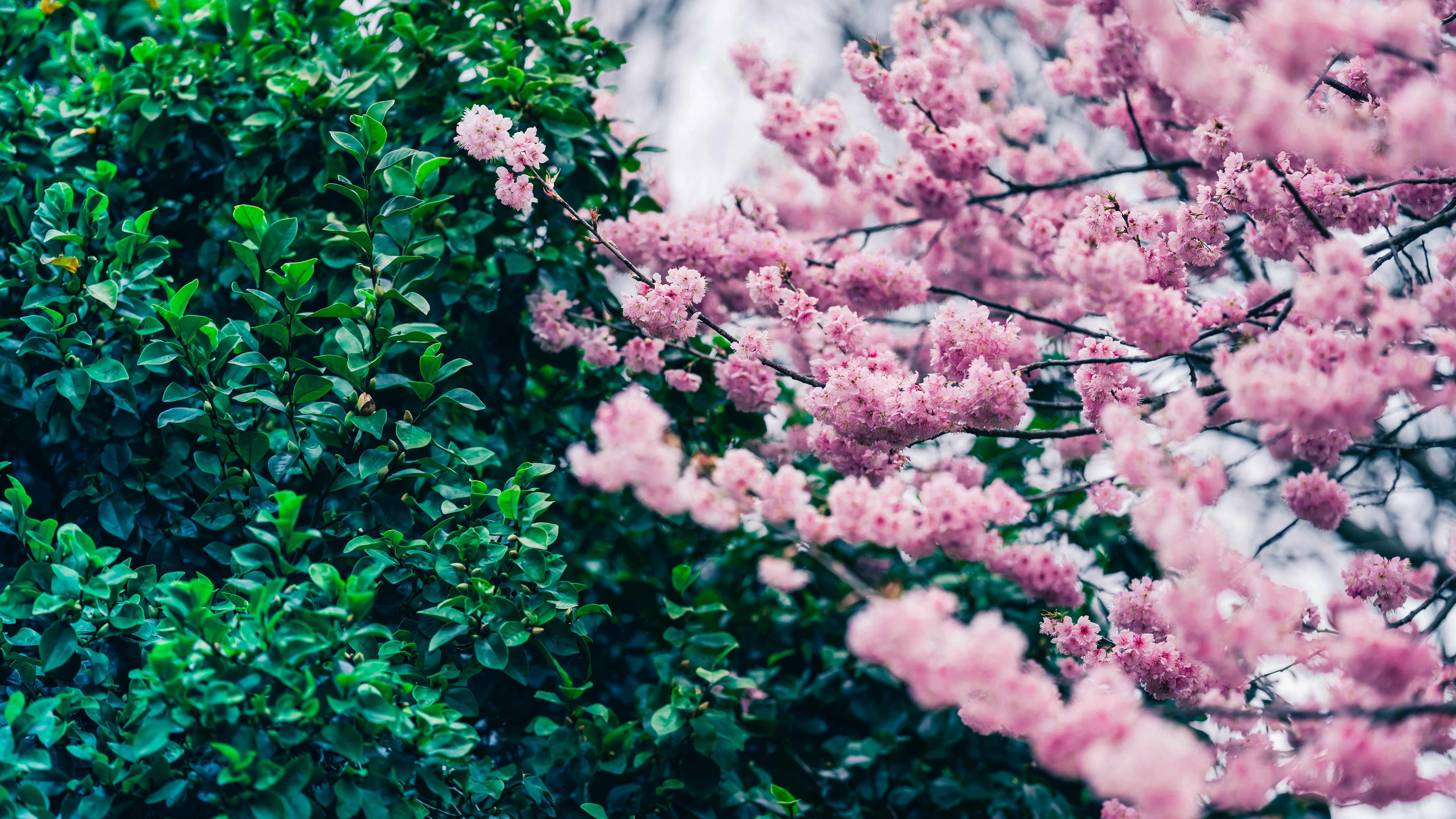 Cherry blossom Wallpaper 4K, Green leaves, Flowers