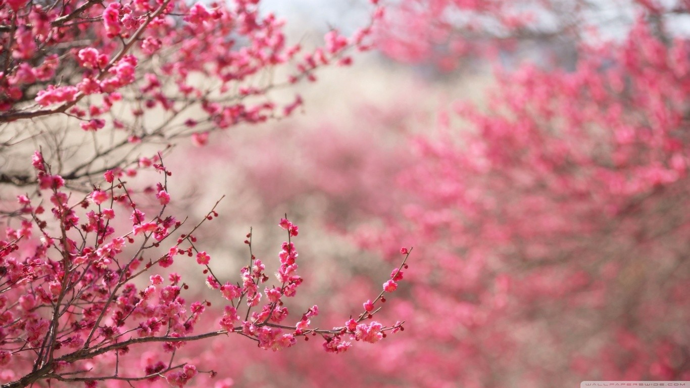 Wallpaper, Japan, pink flowers, red, plants, branch, cherry blossom, spring, tree, leaf, flower, season, flora, petal, produce, land plant, flowering plant, shrub 1366x768