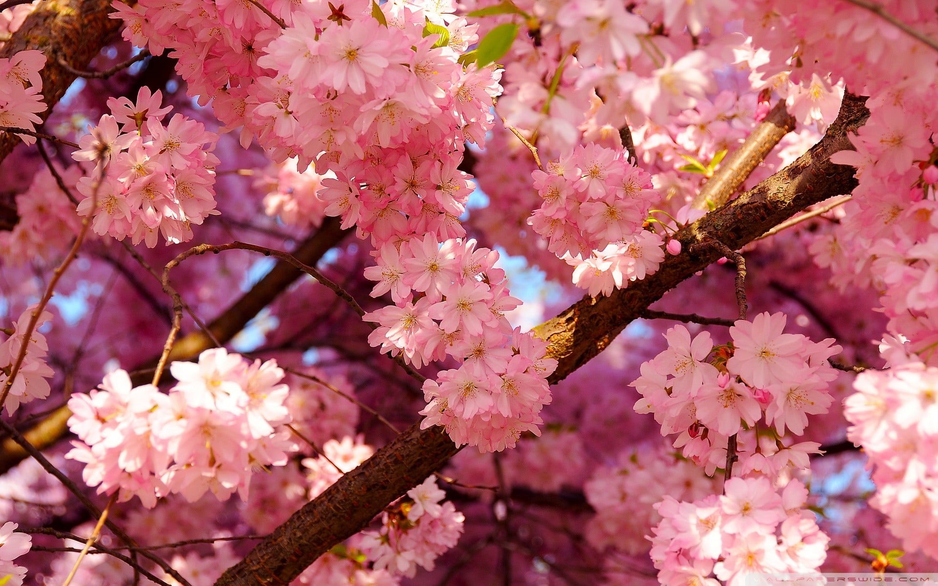 Wallpaper / Growth, Pink Flowers, Vulnerability, Botany, Blossom, 1080P, Plant, Pink Color, Japan, Petal, Cherry, Close Up, Leaf, Pink, Cherry Tree, Season, Flowers Free Download