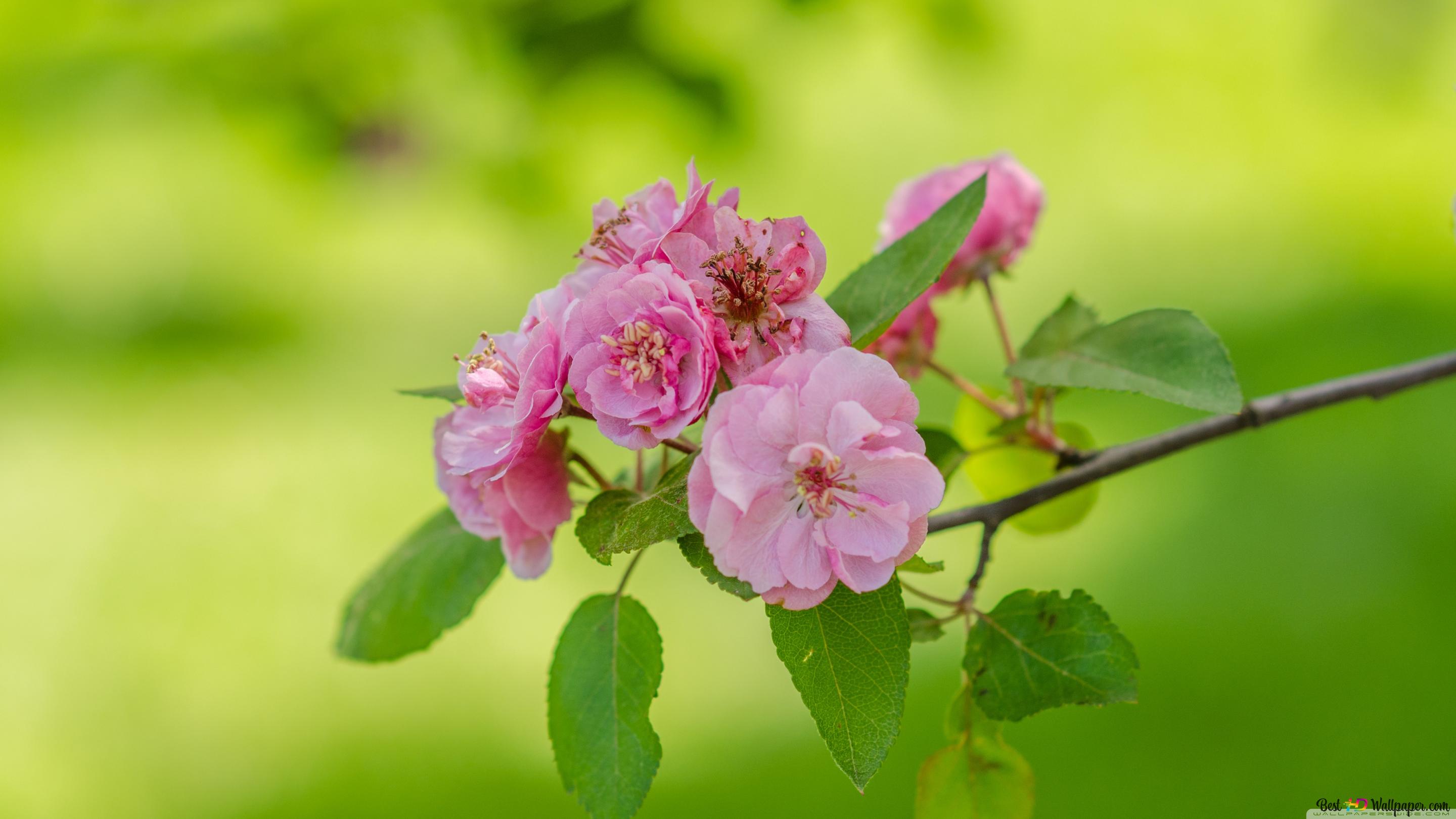 Green blur background image of fresh pink flower with pink leaves in spring 4K wallpaper download