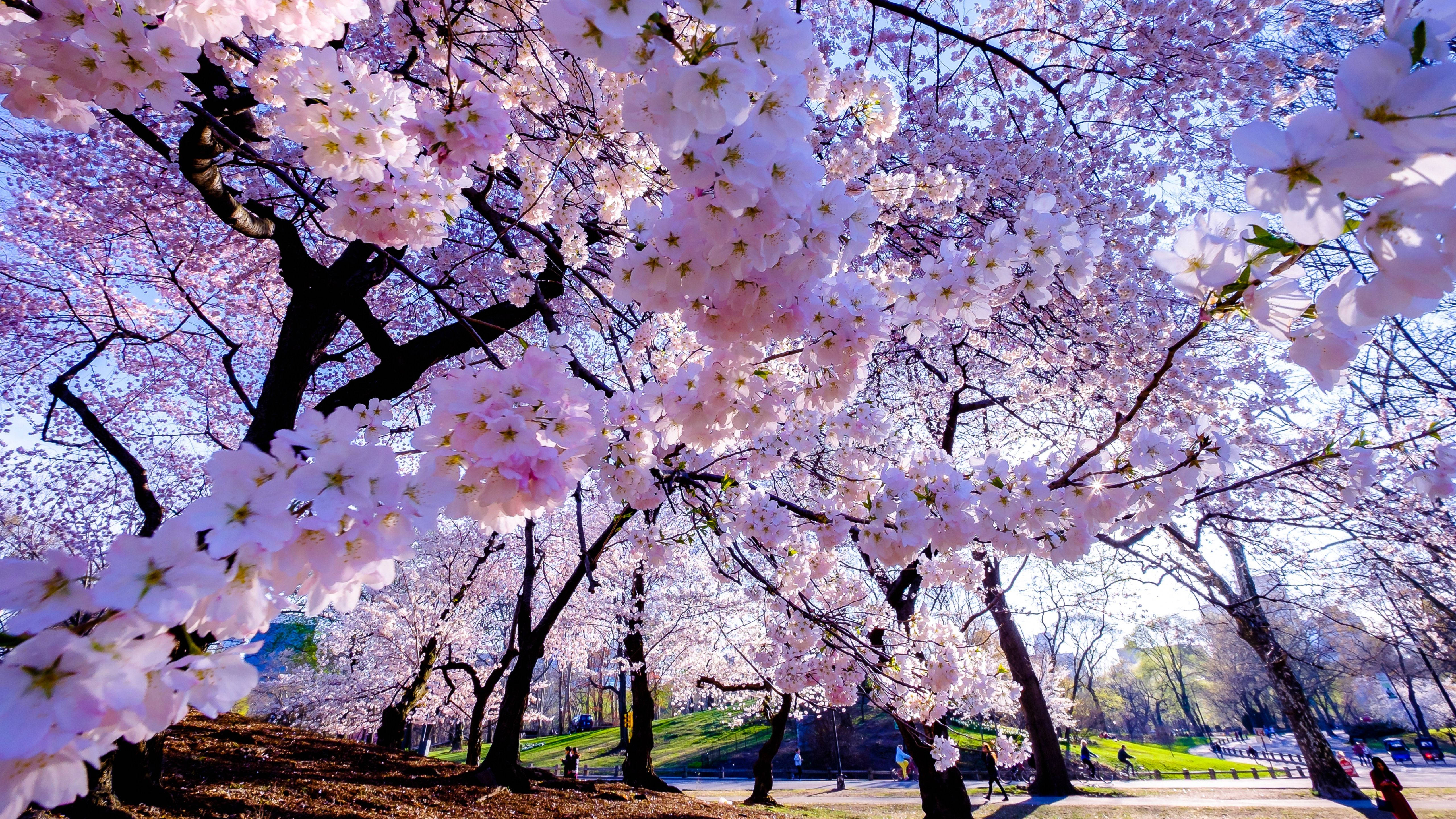 Download Spring Cherry Blossom Wallpaper