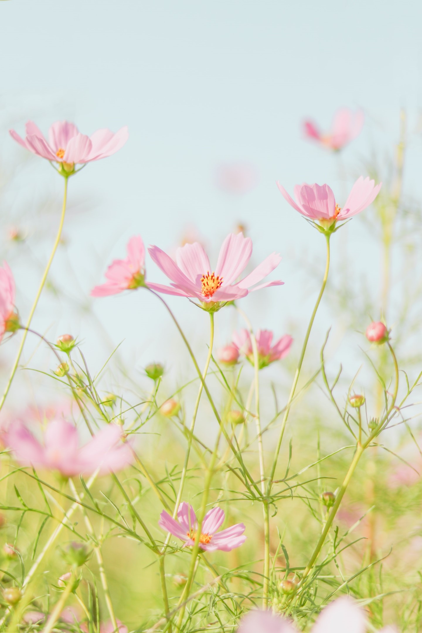 Spring Wallpaper Downloads For Your iPhone