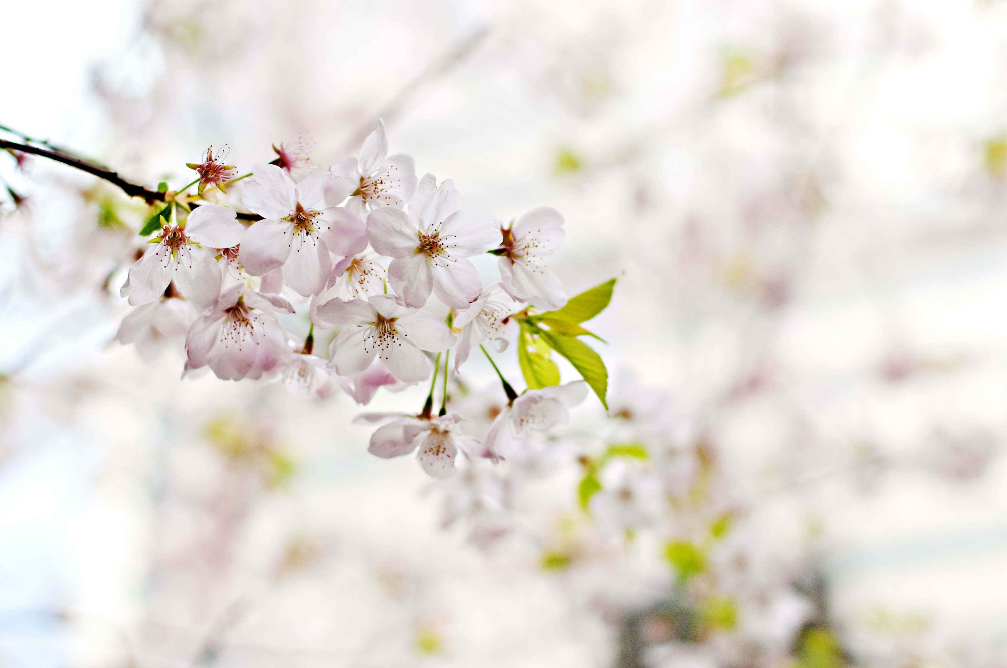 Wallpaper / pink blossom and small green leaves on branch with light background in spring, white blossom small leaf 4k wallpaper free download