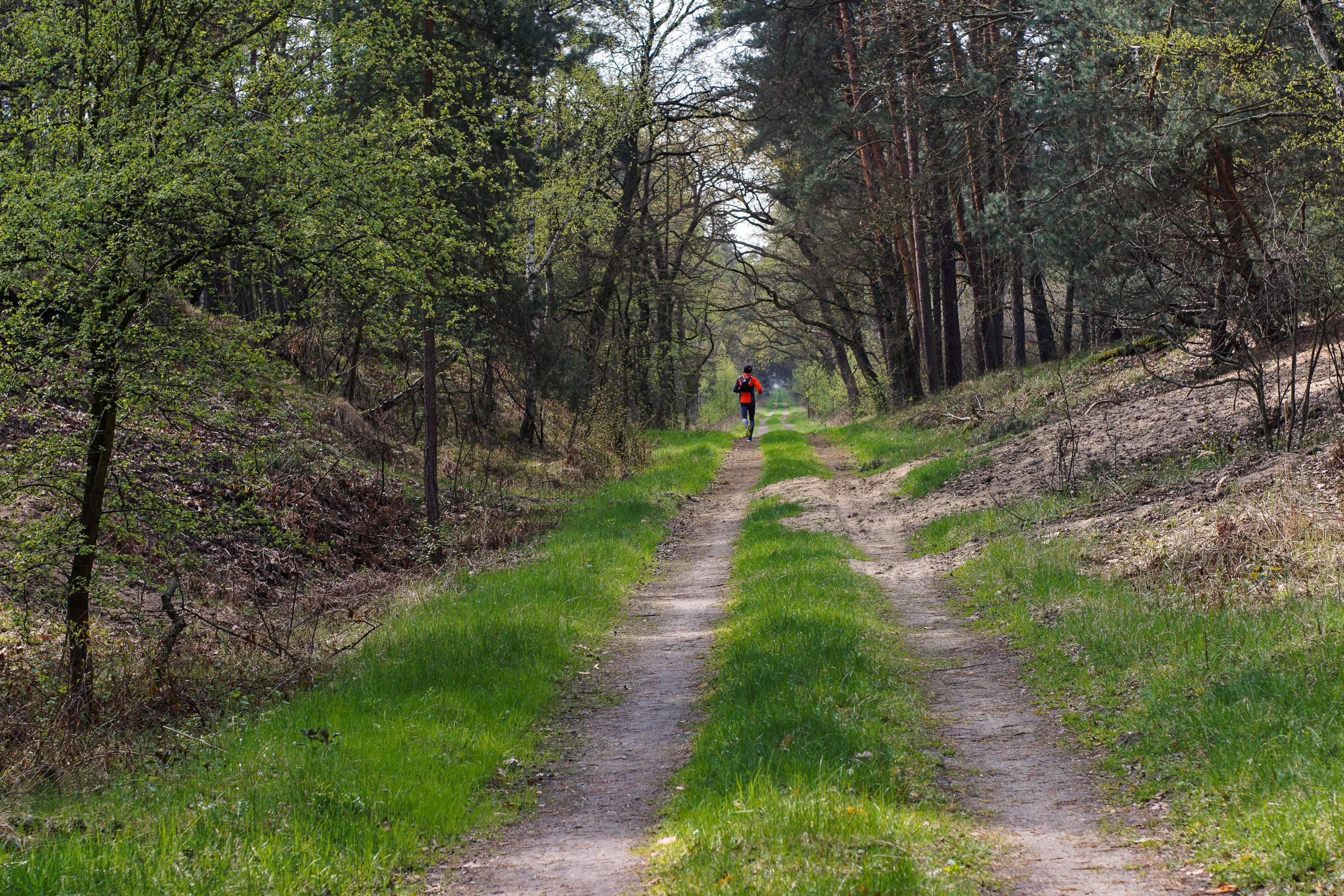 cross country skier, forest, forest road, green, poland, running, spring, the forest niepoomicka, the path, tree, way 4k wallpaper