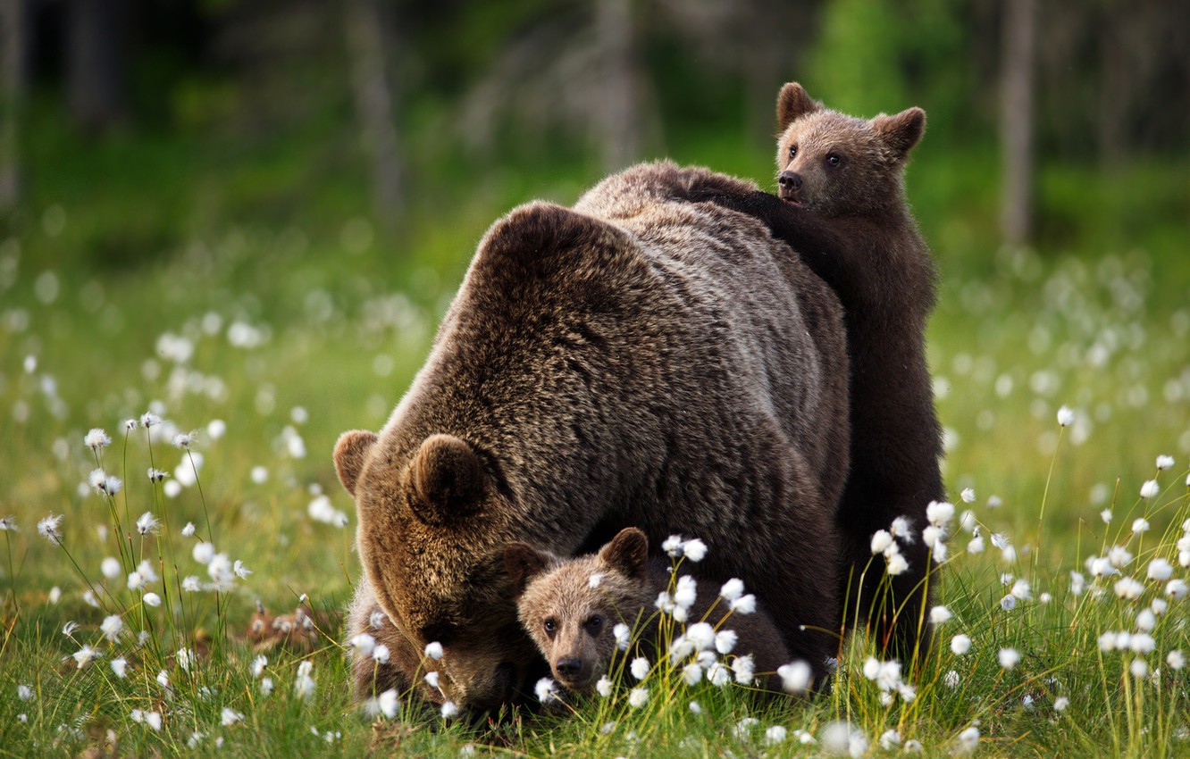 Wallpaper summer, look, pose, bears, walk, kids, bears, mom, bears, bear, brown, cotton image for desktop, section животные