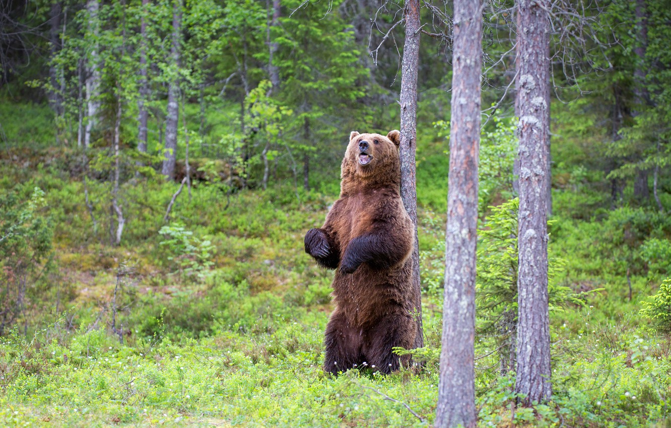 Wallpaper forest, summer, trees, glade, paws, bear, mouth, stand, roar, brown image for desktop, section животные