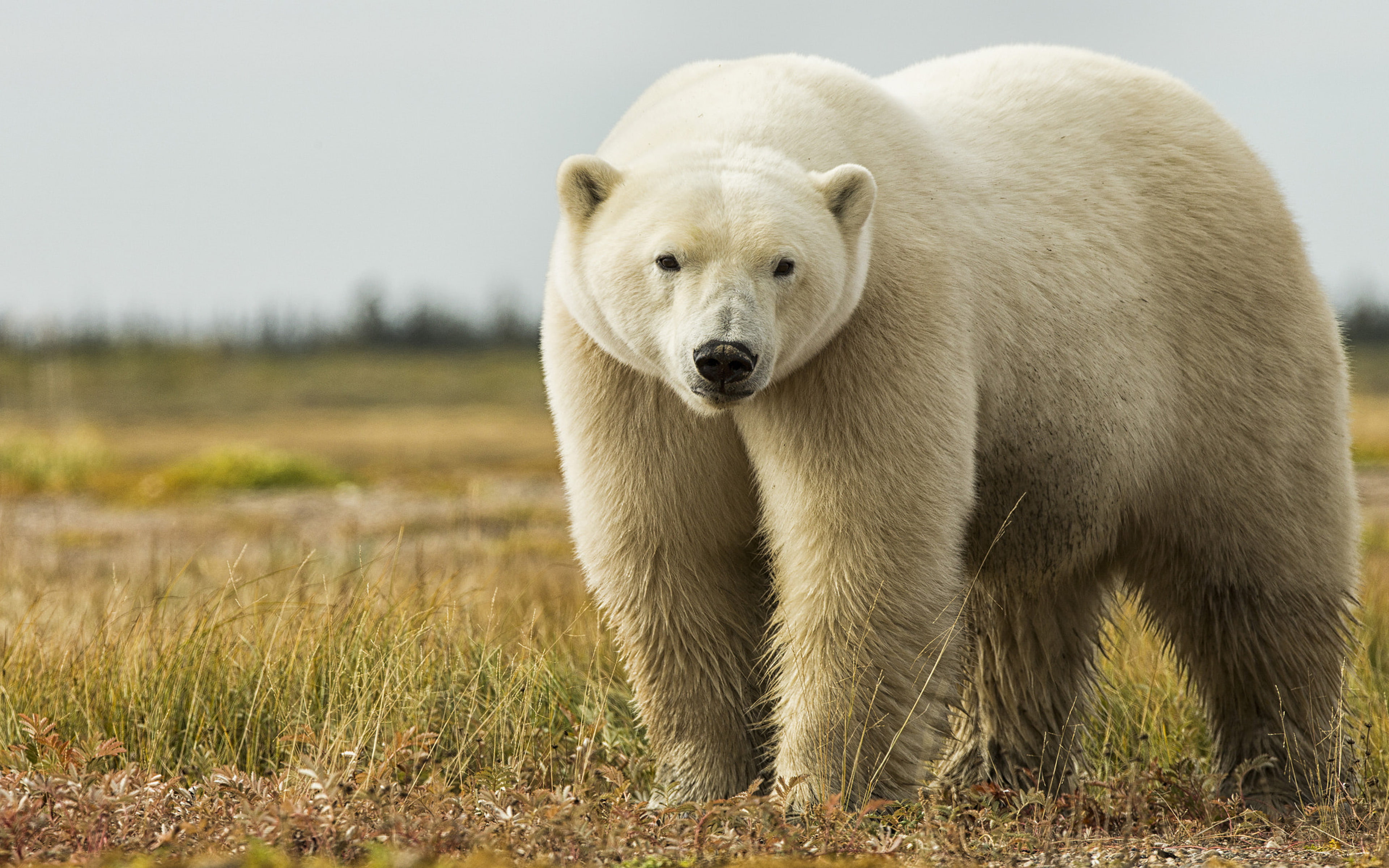 Wallpaper / hudson, summer, south, america, canada, 4K, coasts, android, desktop, polar, bay, bear, phone, wallpaper, north free download