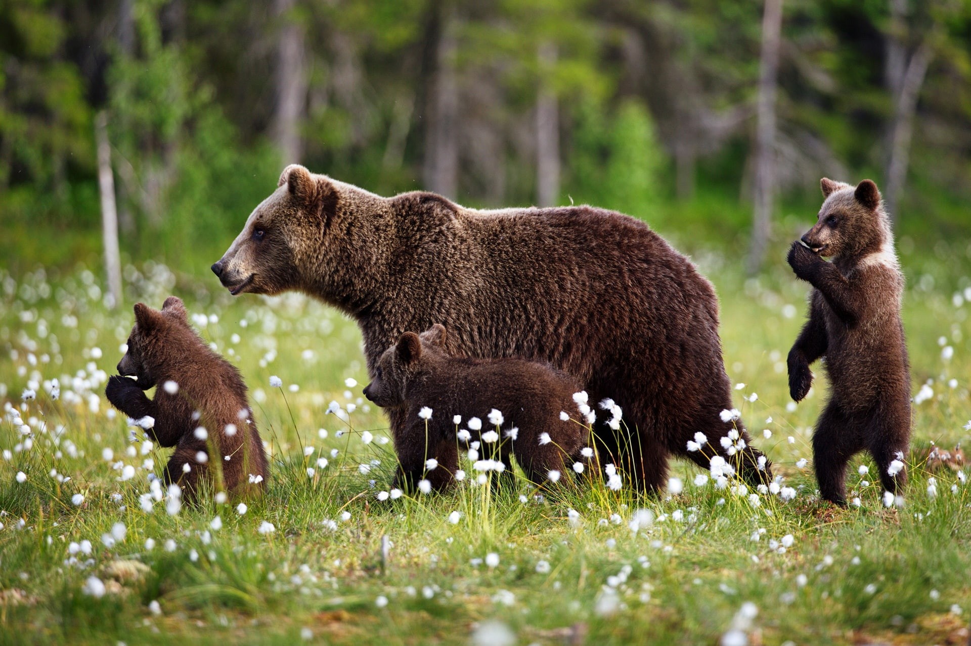 Wallpaper / bears, brown, mom, cubs, kids, grass, 1080P, cotton, forest, summer, bear, nature, three bear, walk free download