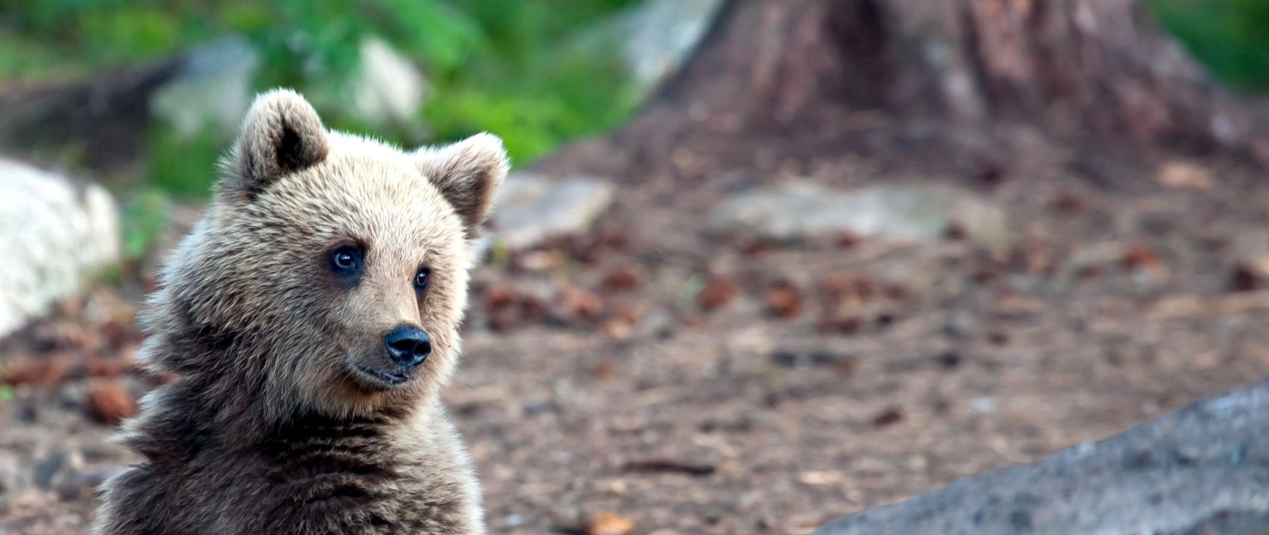 Download wallpaper 2560x1080 summer, wonder, woods, bear dual wide 1080p HD background